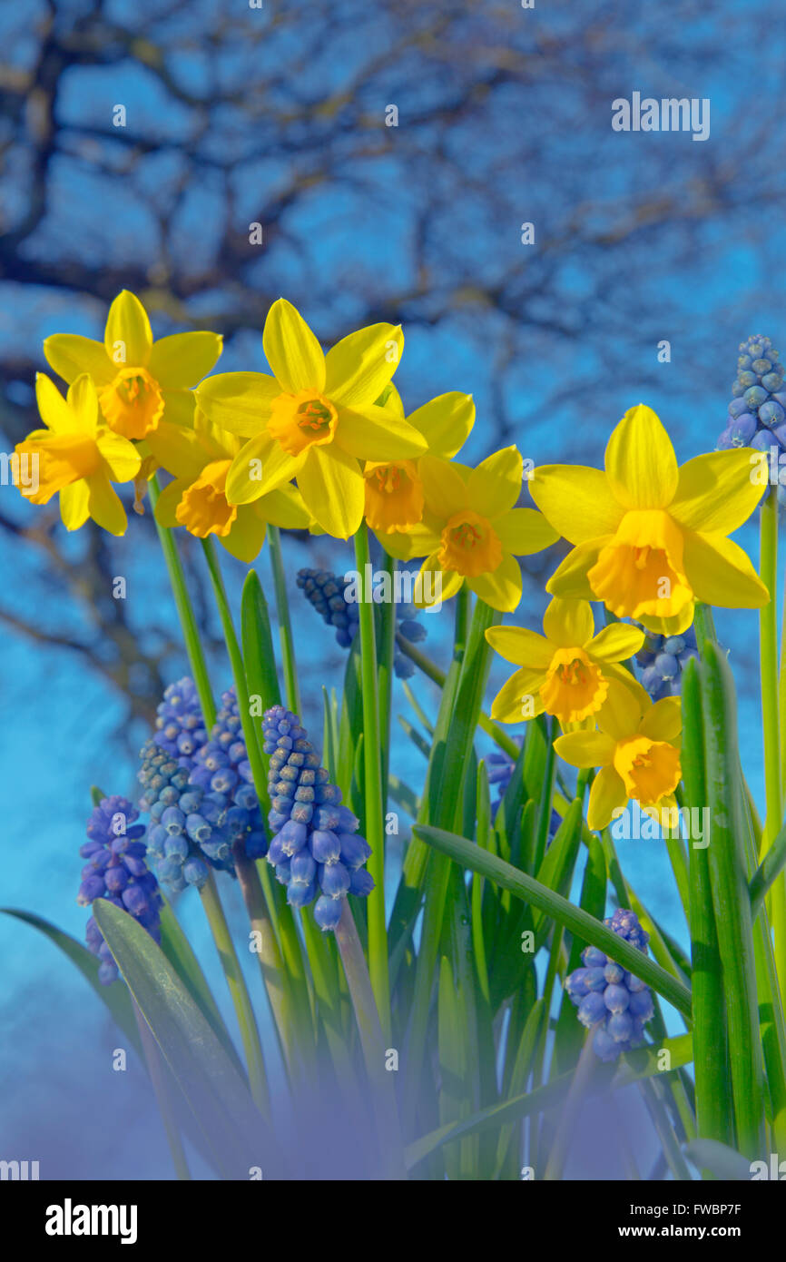 Daffodils and grape hyacinths hires stock photography and images Alamy