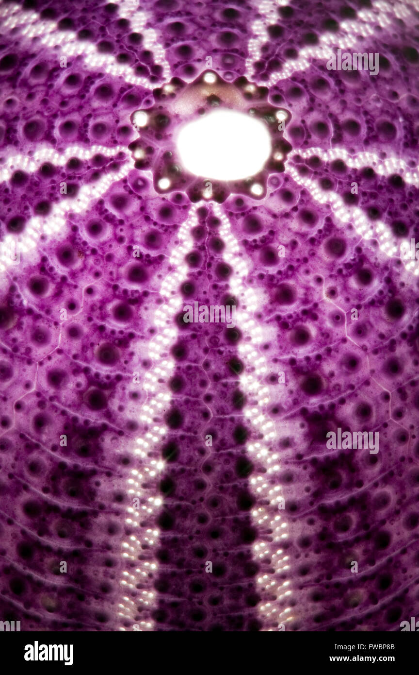 A Still Life Collection And Display Of Multicoloured Sea Urchin