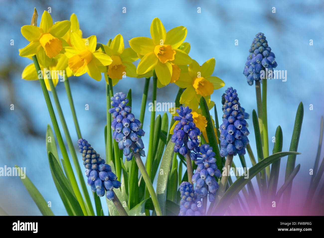 Daffodils and grape hyacinths hires stock photography and images Alamy