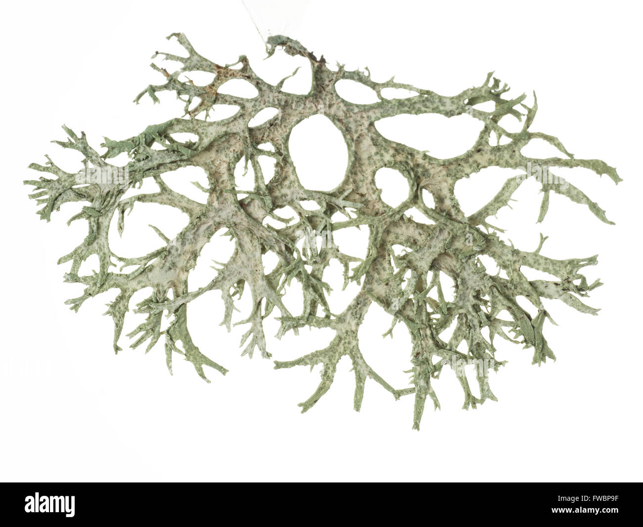 Pressed lichen from twig. Ramalina farinacea. Stock Photo