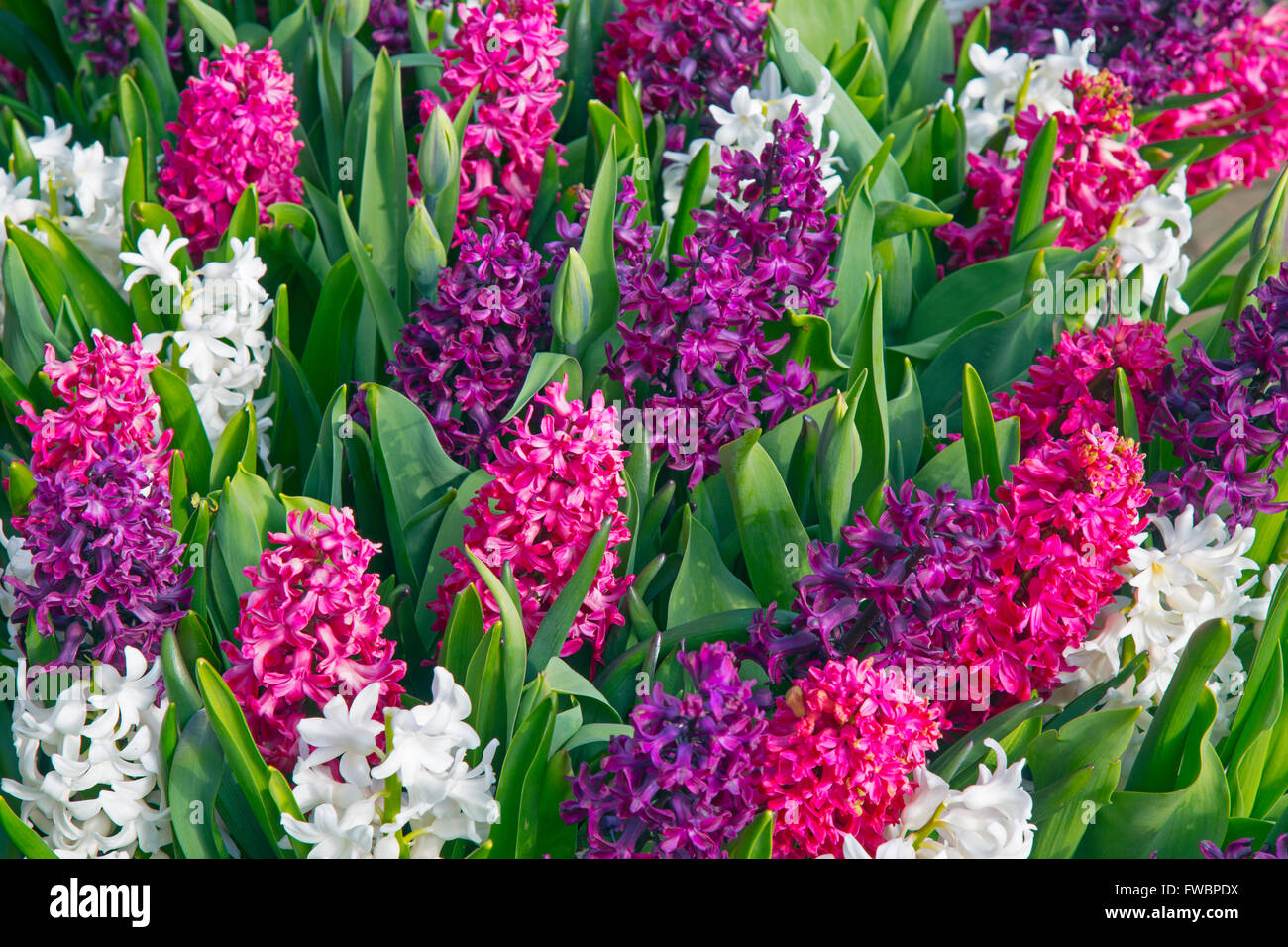 Hyacinths in flower growing in container pots Spring Norfolk Stock Photo Alamy