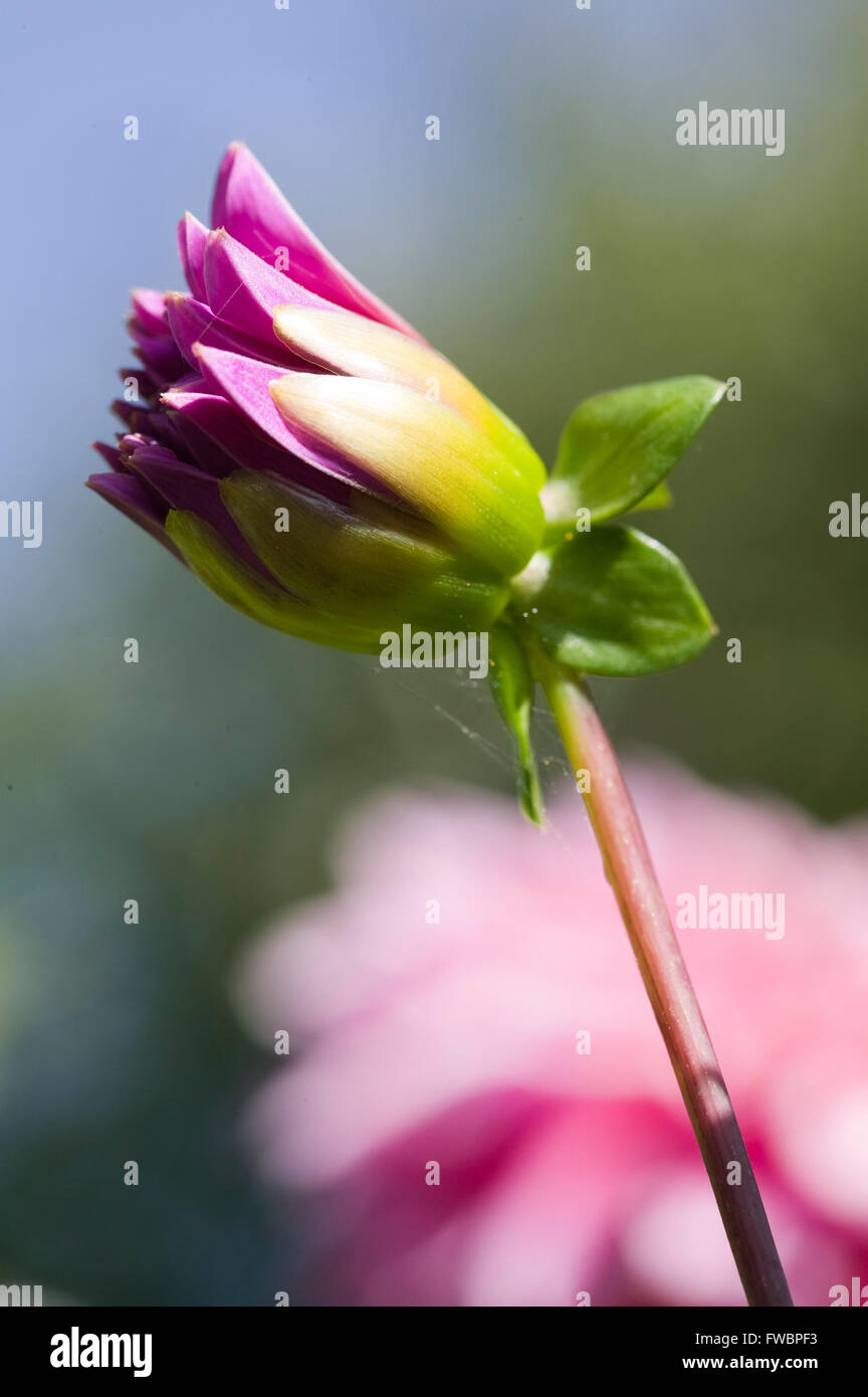 An example of a large pink purple Dahlia Stock Photo