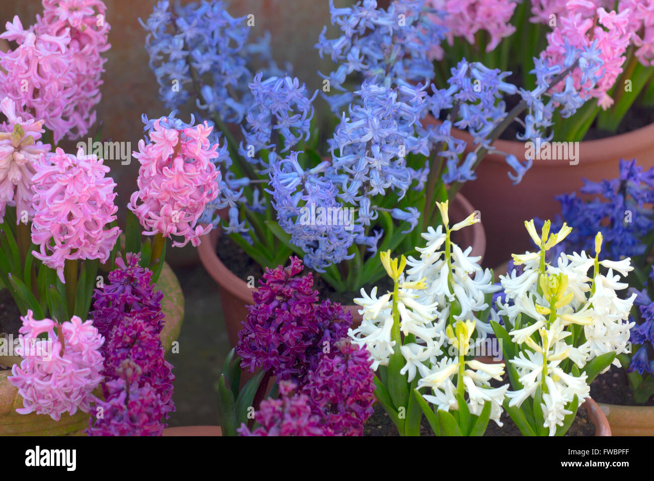 Hyacinths in flower growing in container pots Spring Norfolk Stock