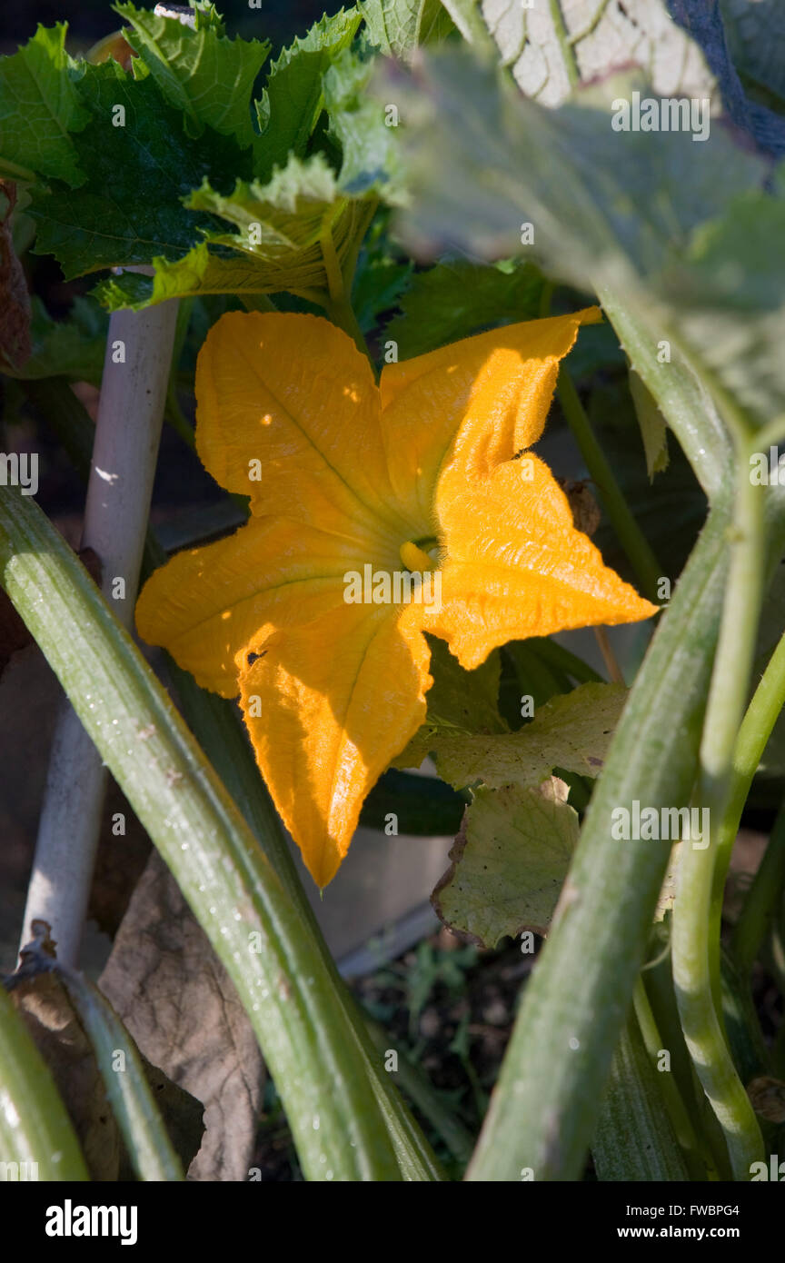A large yellow bloom / flower on a courgette plant Stock Photo Alamy