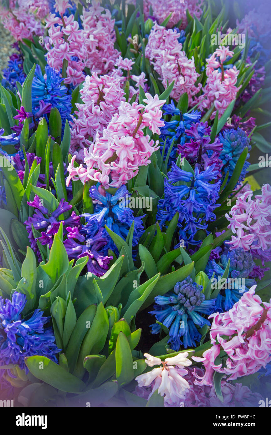 Hyacinths in flower growing in container pots Spring Norfolk Stock
