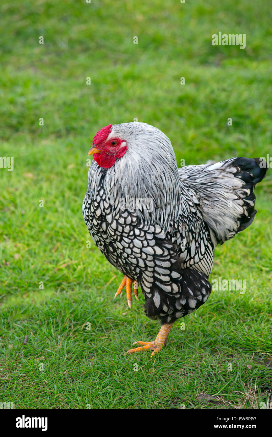 Silver-laced Wyandotte male free range in garden Stock Photo