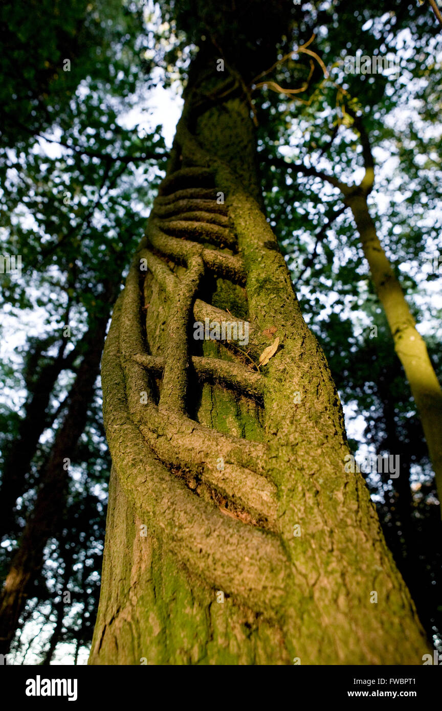 Thick creepers of the ivy plant wind around the trunk of an old tree in