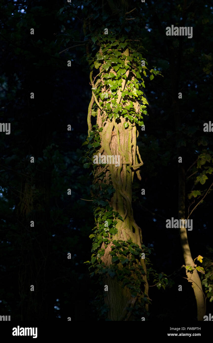 Thick creepers of the ivy plant wind around the trunk of an old tree in