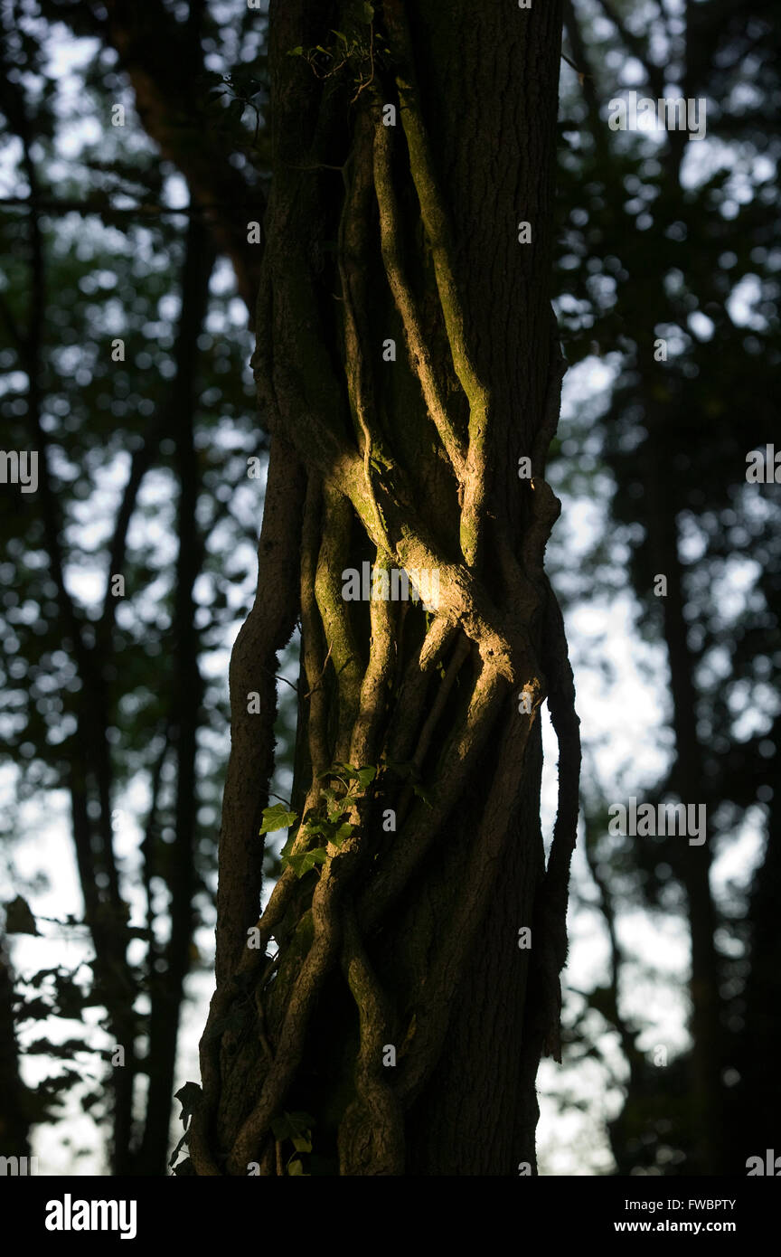 Thick creepers of the ivy plant wind around the trunk of an old tree in