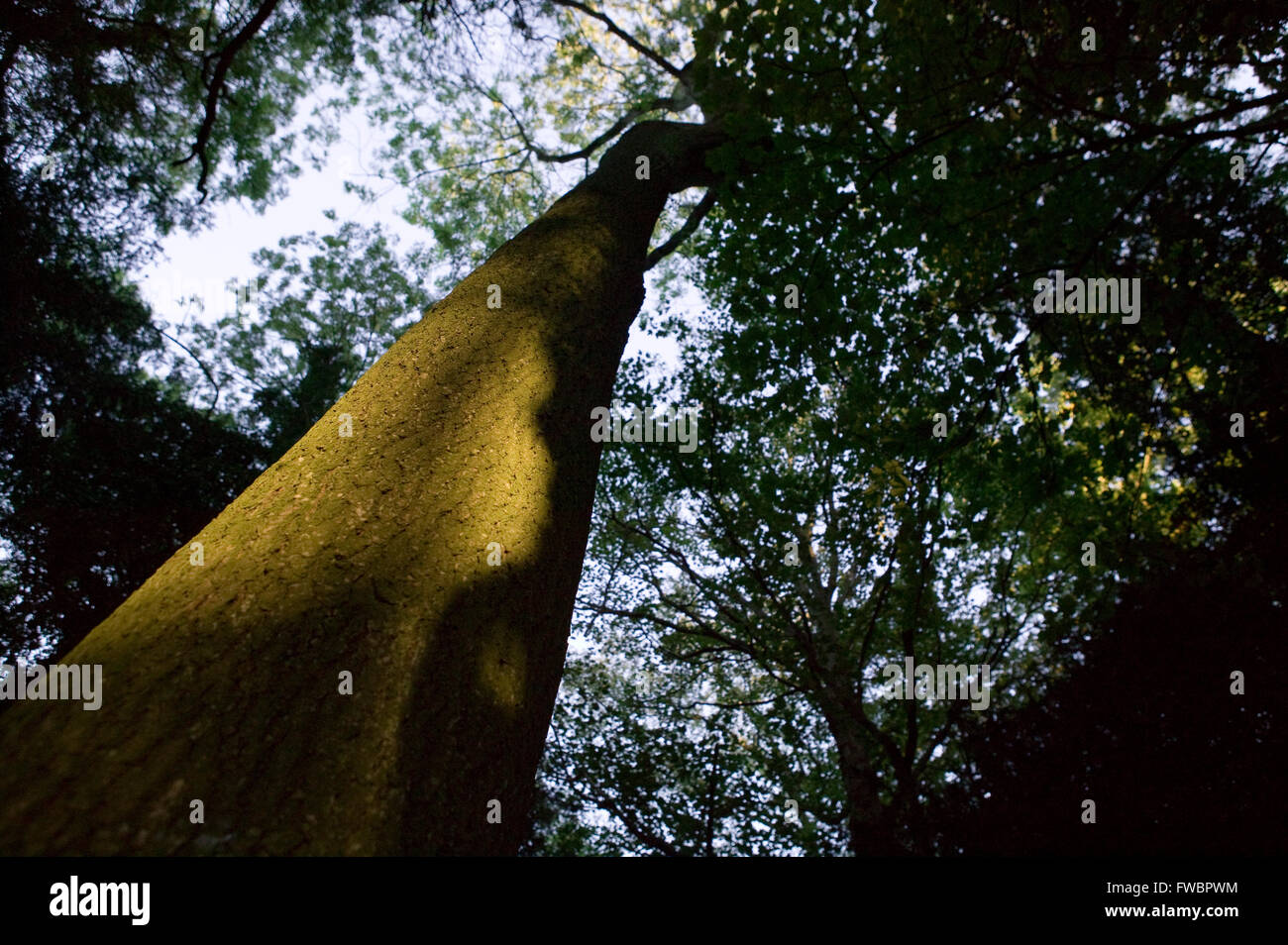 A beam of evening light falls across the trunk of an ancient tree in a dense forest making it shine out in relief against the dark backdrop of the wood in shadow underneath the great canopy of leaves and branches. Stock Photo