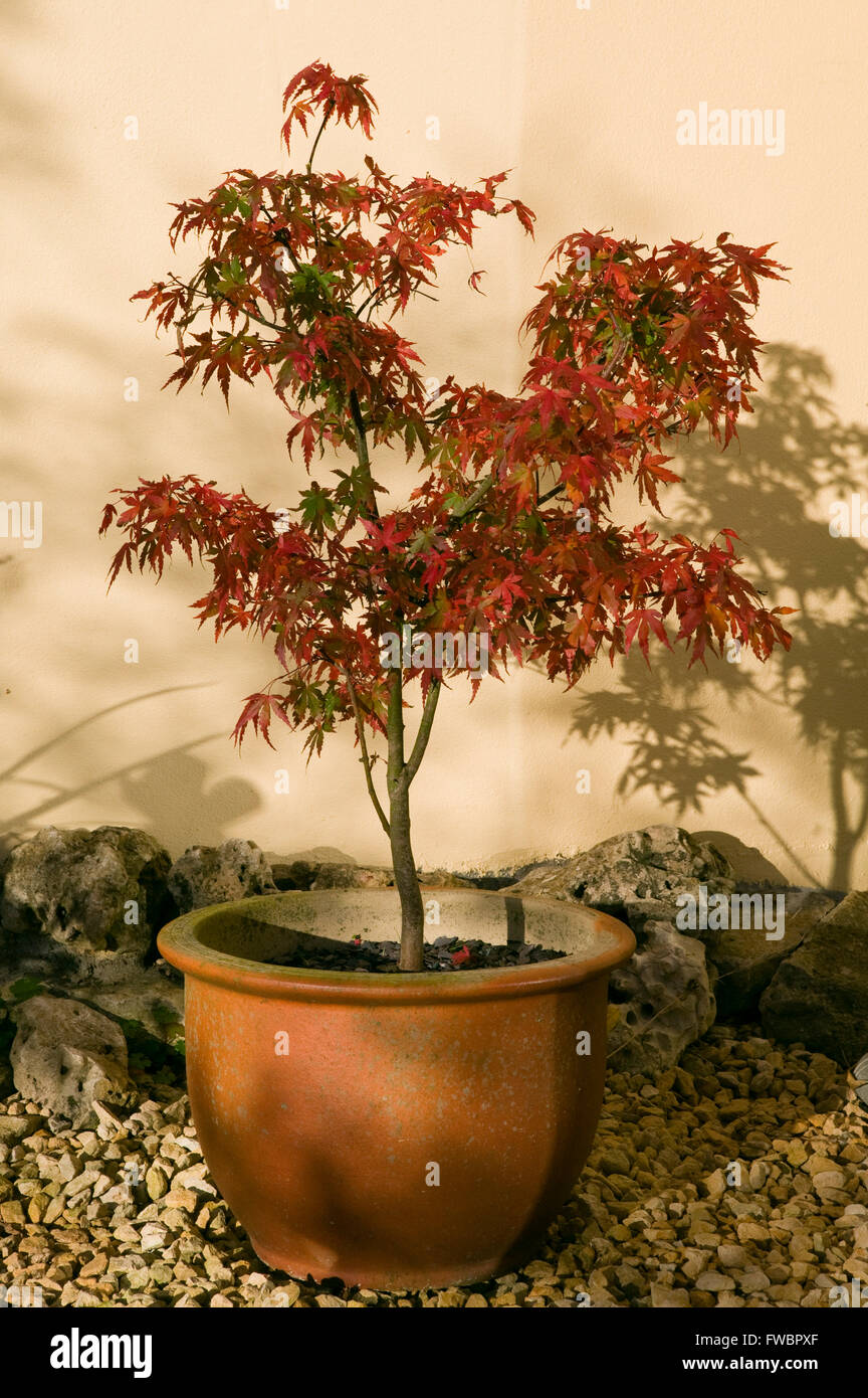A small or Bonsai Acer in a garden pot Stock Photo