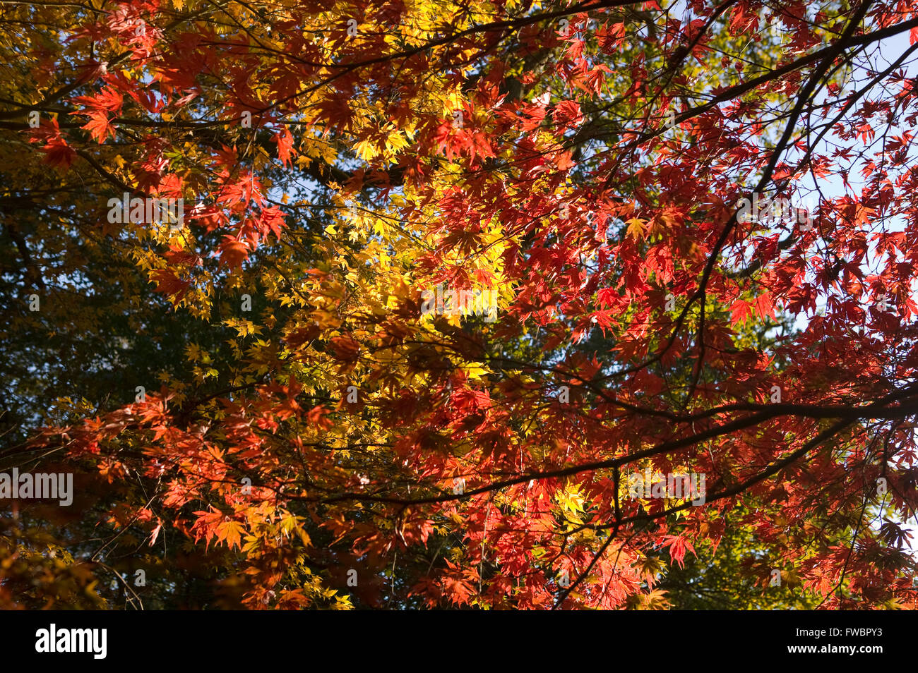 The deep red, orange and yellow coloured leaves of an Acer tree in autumn or fall stand out in the late afternoon sunshine. Stock Photo