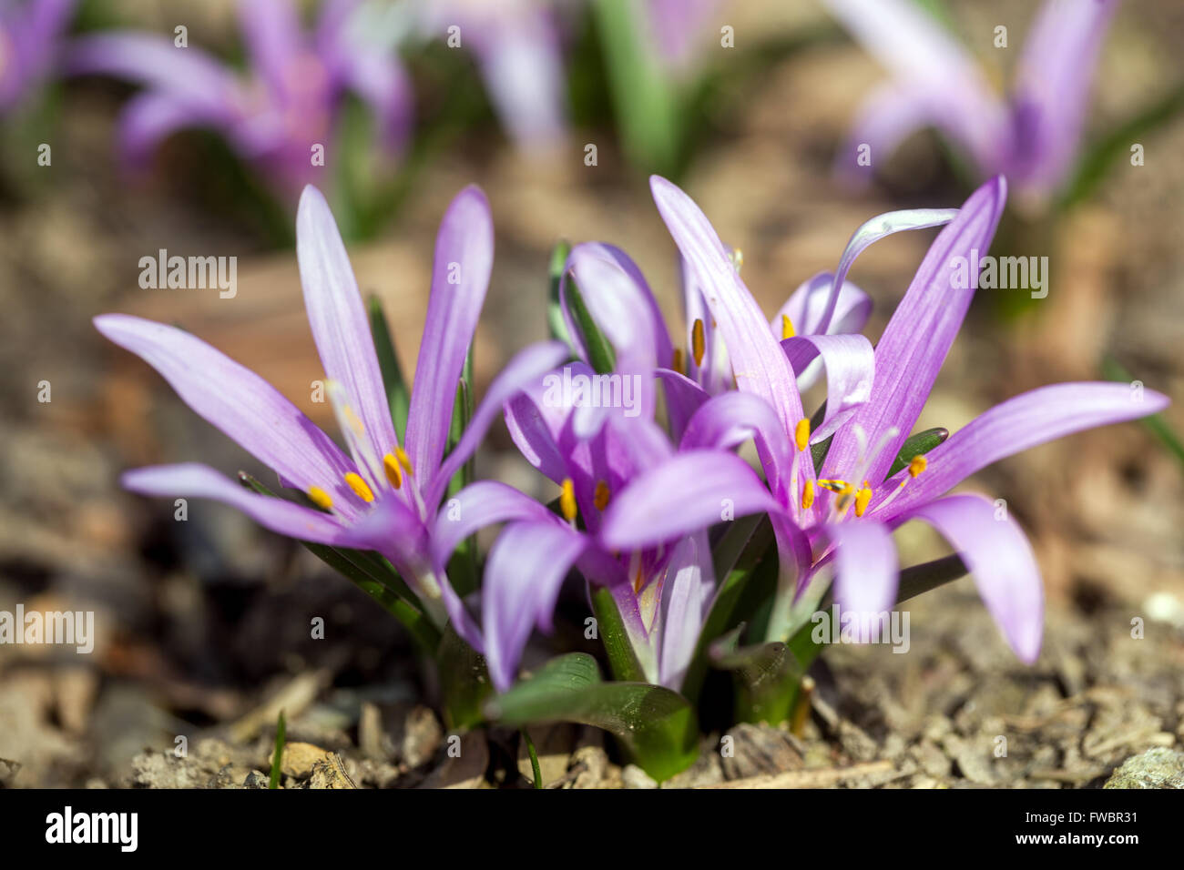 Colchicum bulbocodium syn. Bulbocodium vernum, the Spring Meadow Saffron flower growing on ground Stock Photo