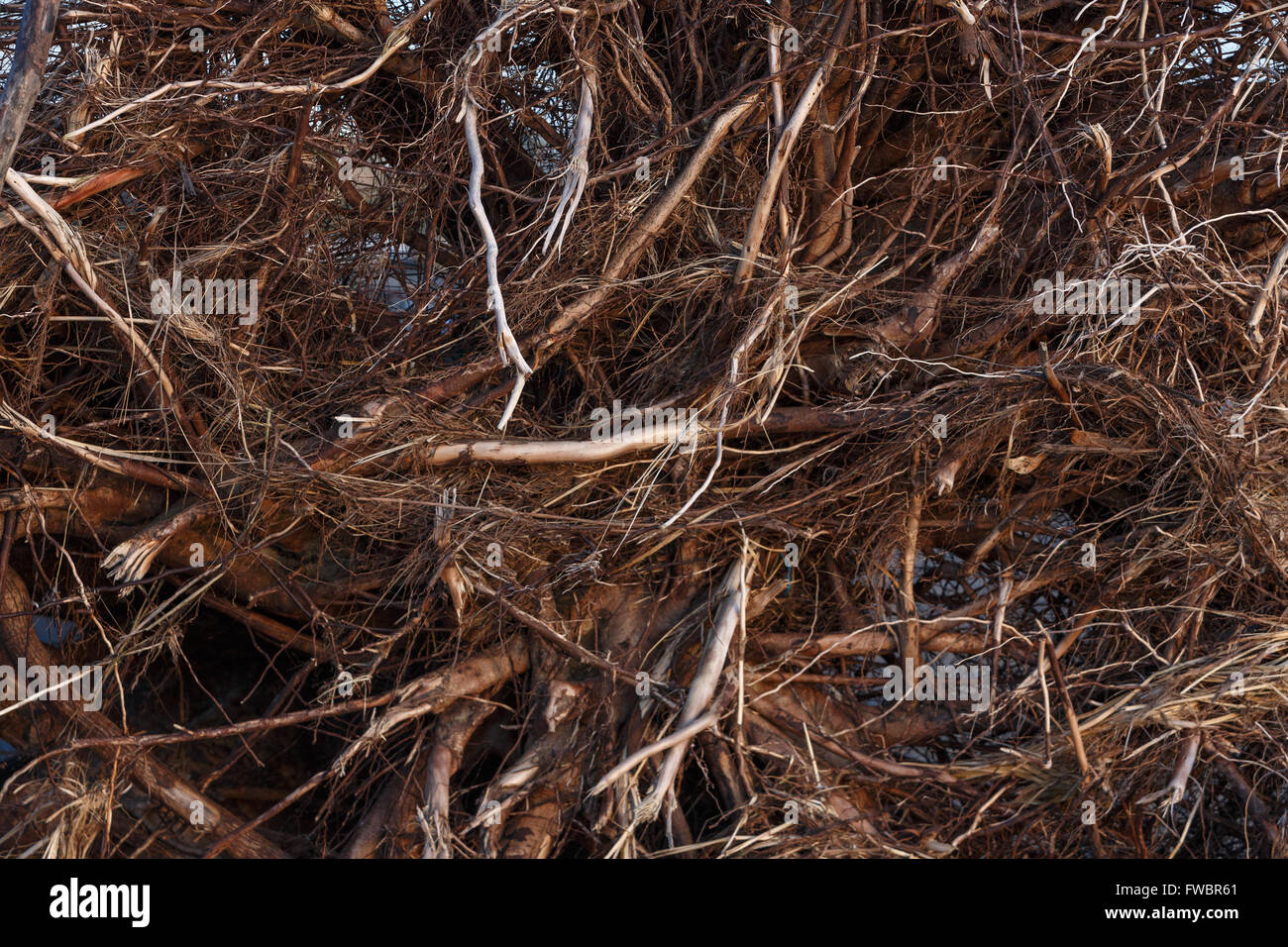 dark brown tangled tree roots for background Stock Photo