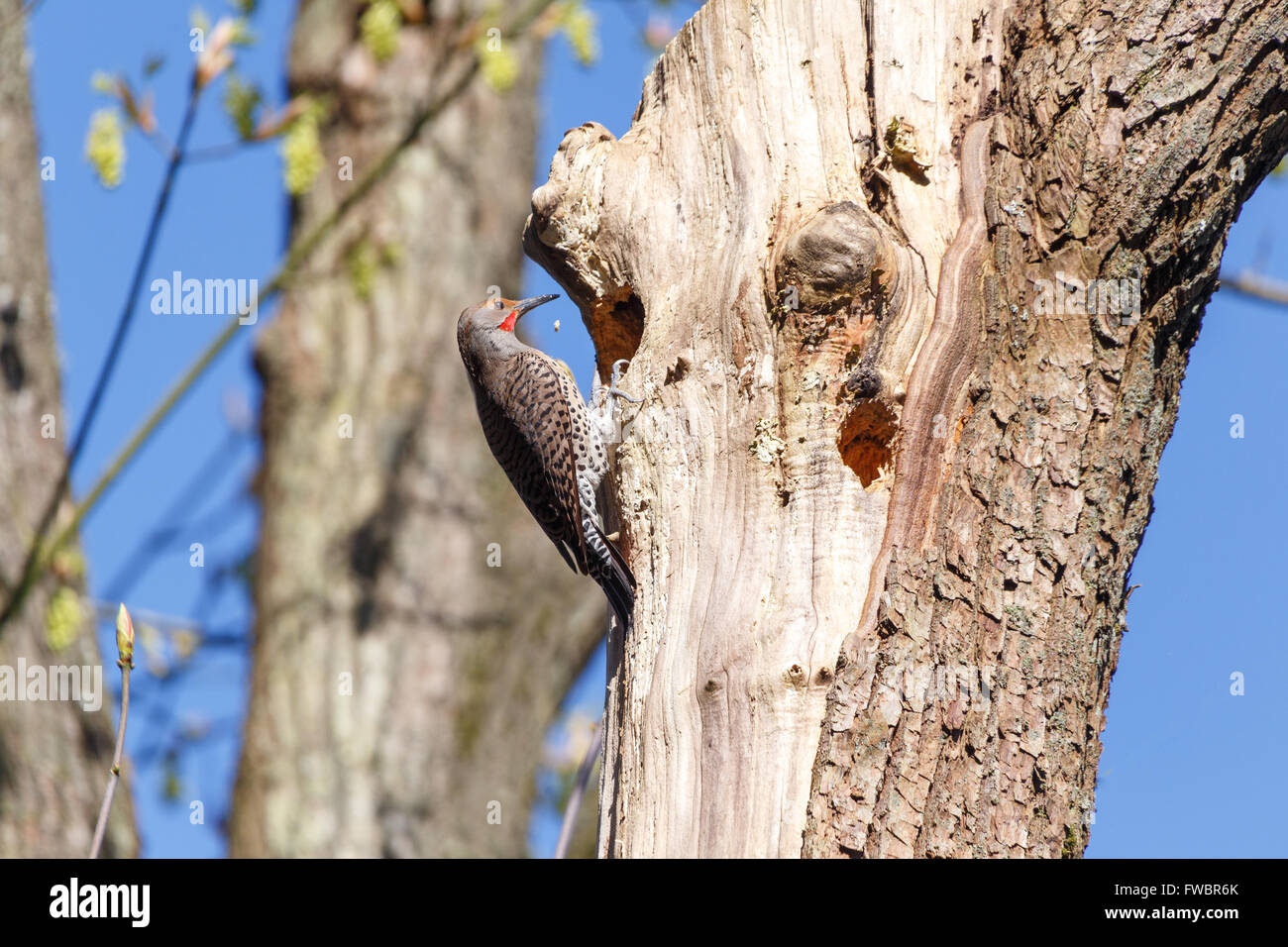 Northern Flicker, a woodpecker, at a cavity nest hole in the tree trunk. Stock Photo