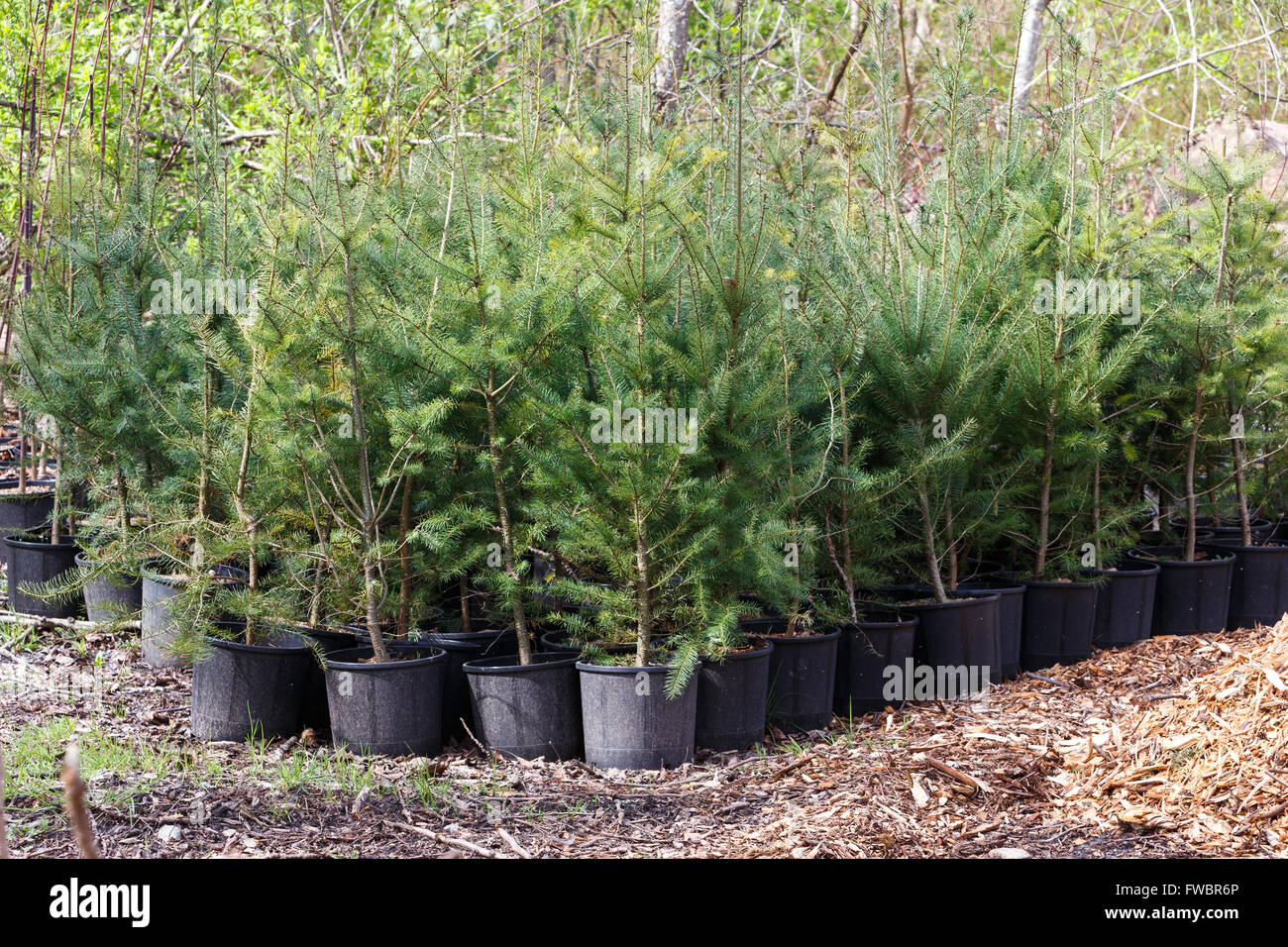 young pine tree in plastic pots on tree farm Stock Photo