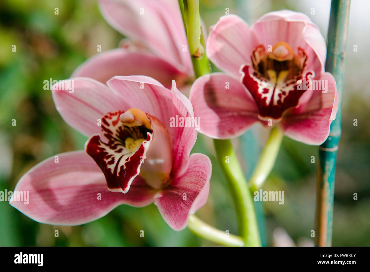 Orchid blooms probably Laelia Grandis in a delicate pink purple colour. Stock Photo