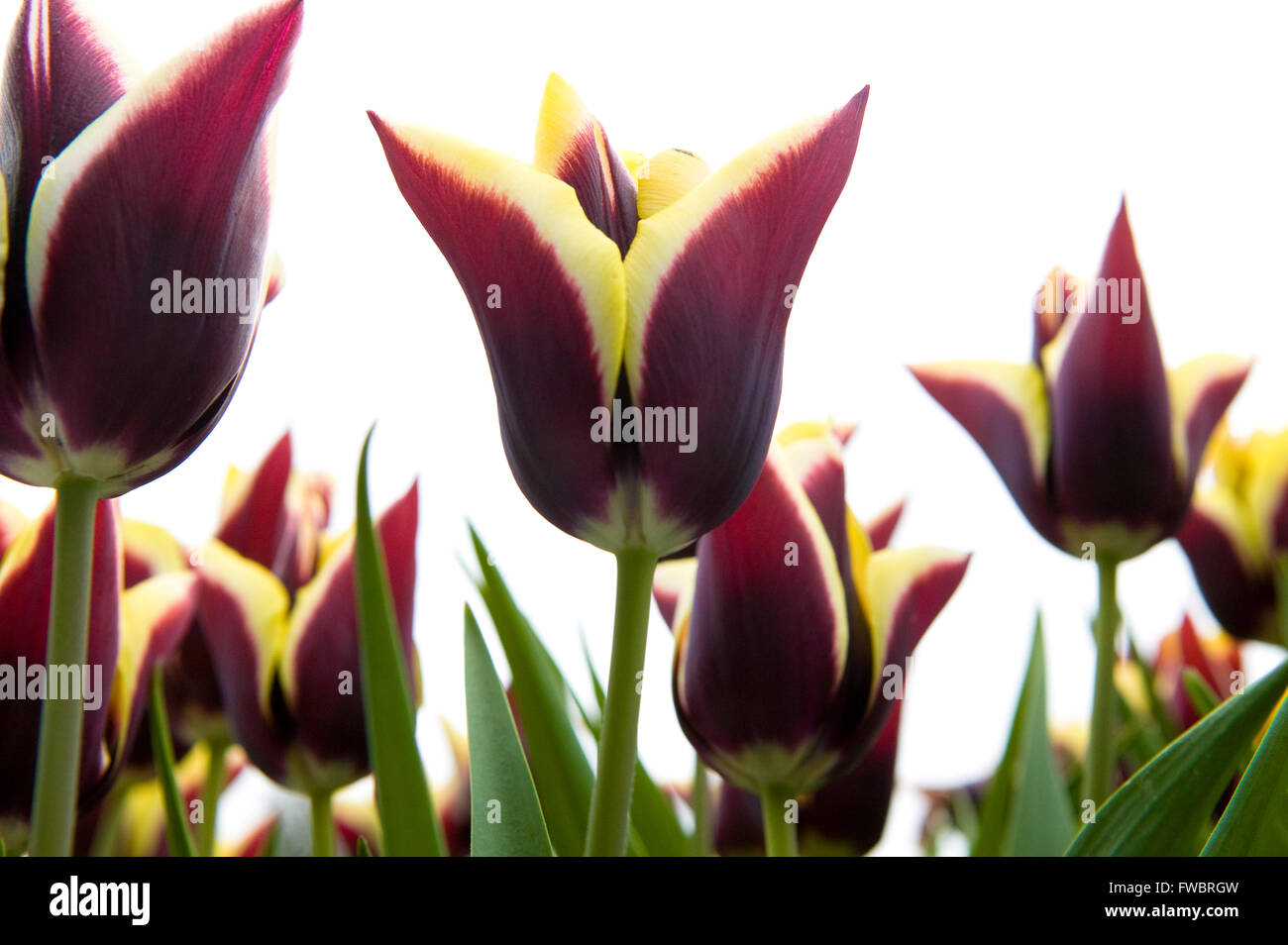 Long arching stem hi-res stock photography and images - Alamy
