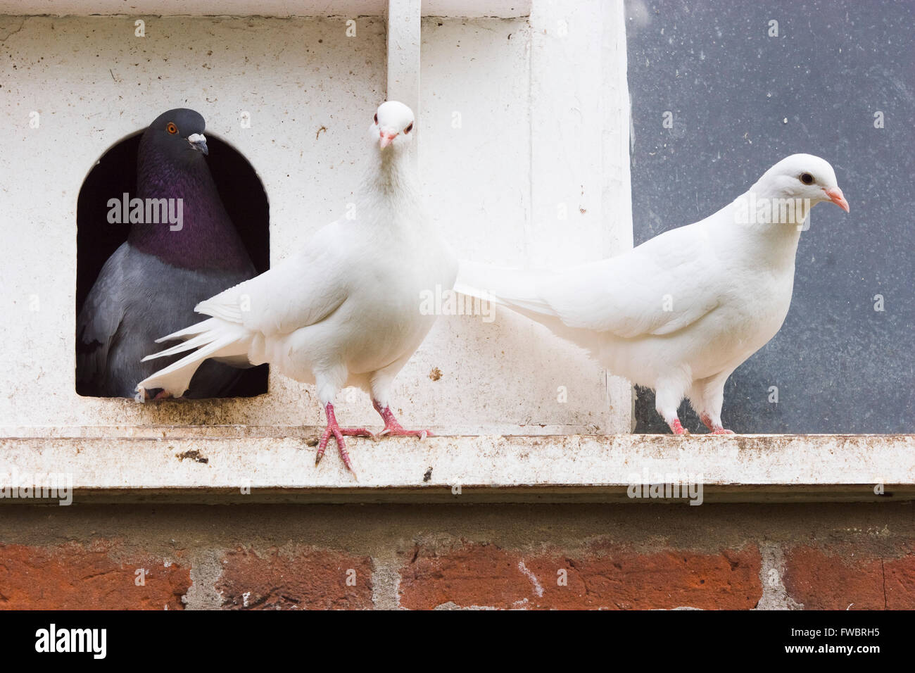 White doves and pigeons on an old wooden dove cot in a country house ...