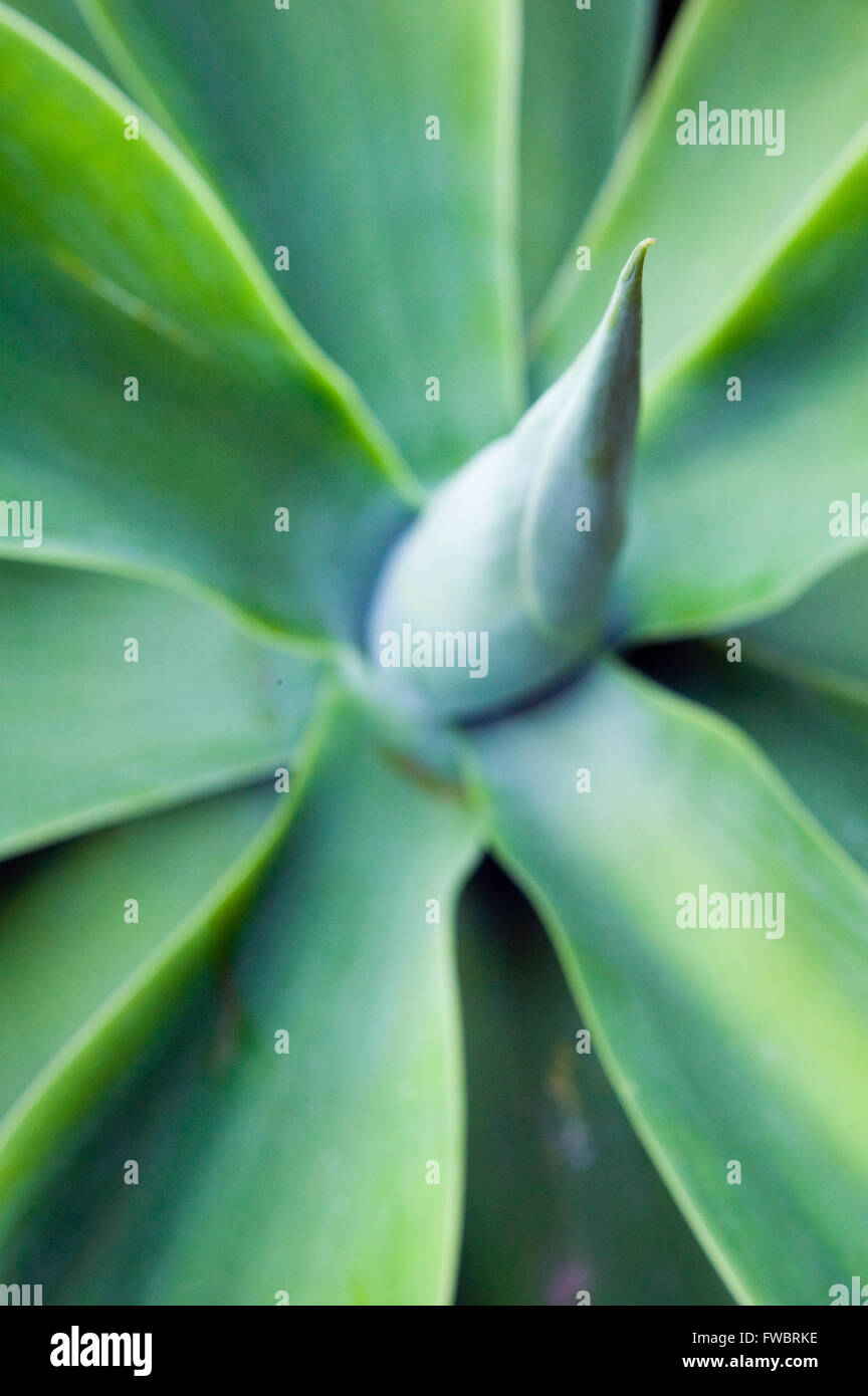 Close up of a variegated Agave plant with sharp spikes Stock Photo - Alamy