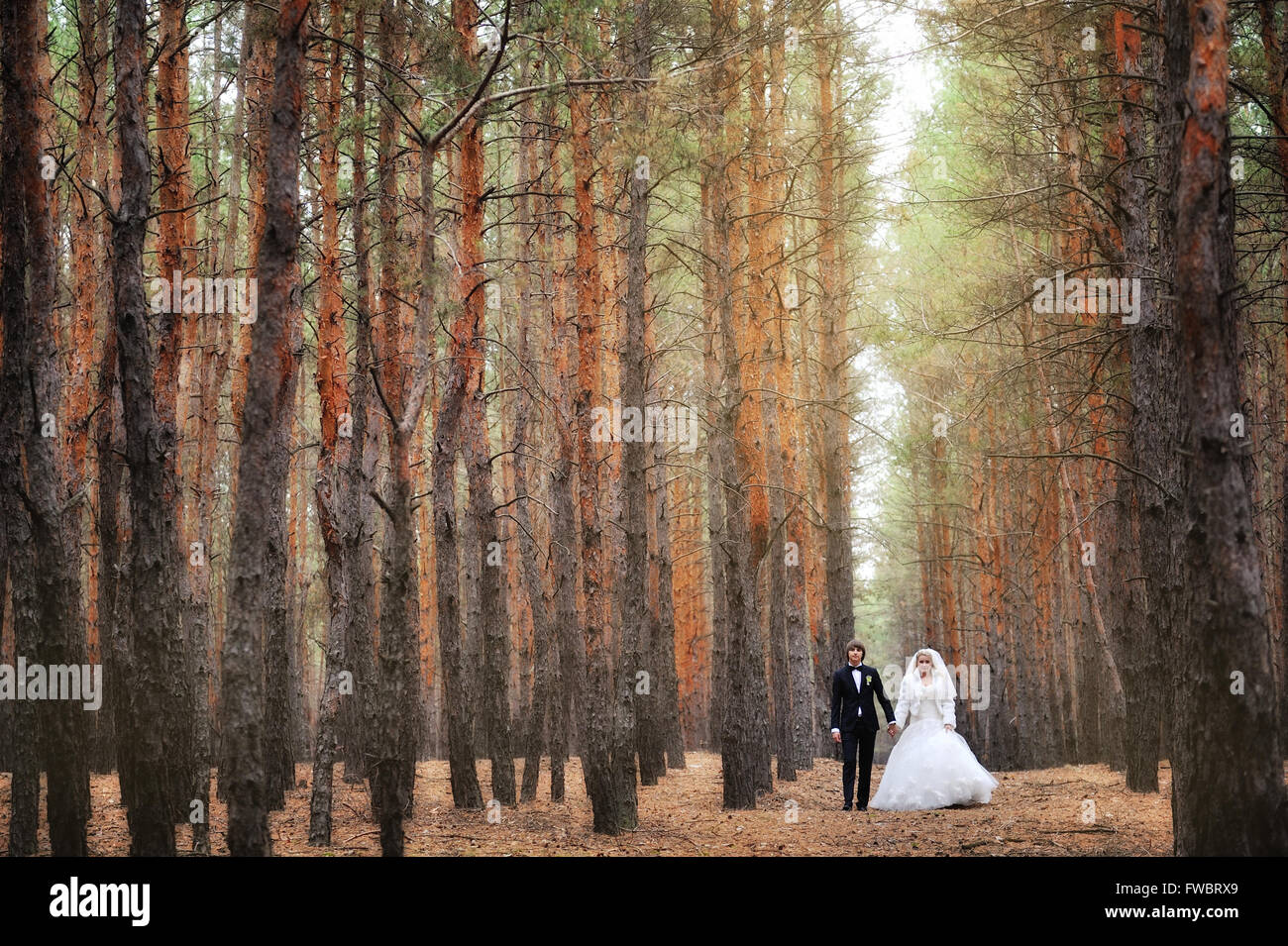 bride and groom in a pine forest Stock Photo - Alamy