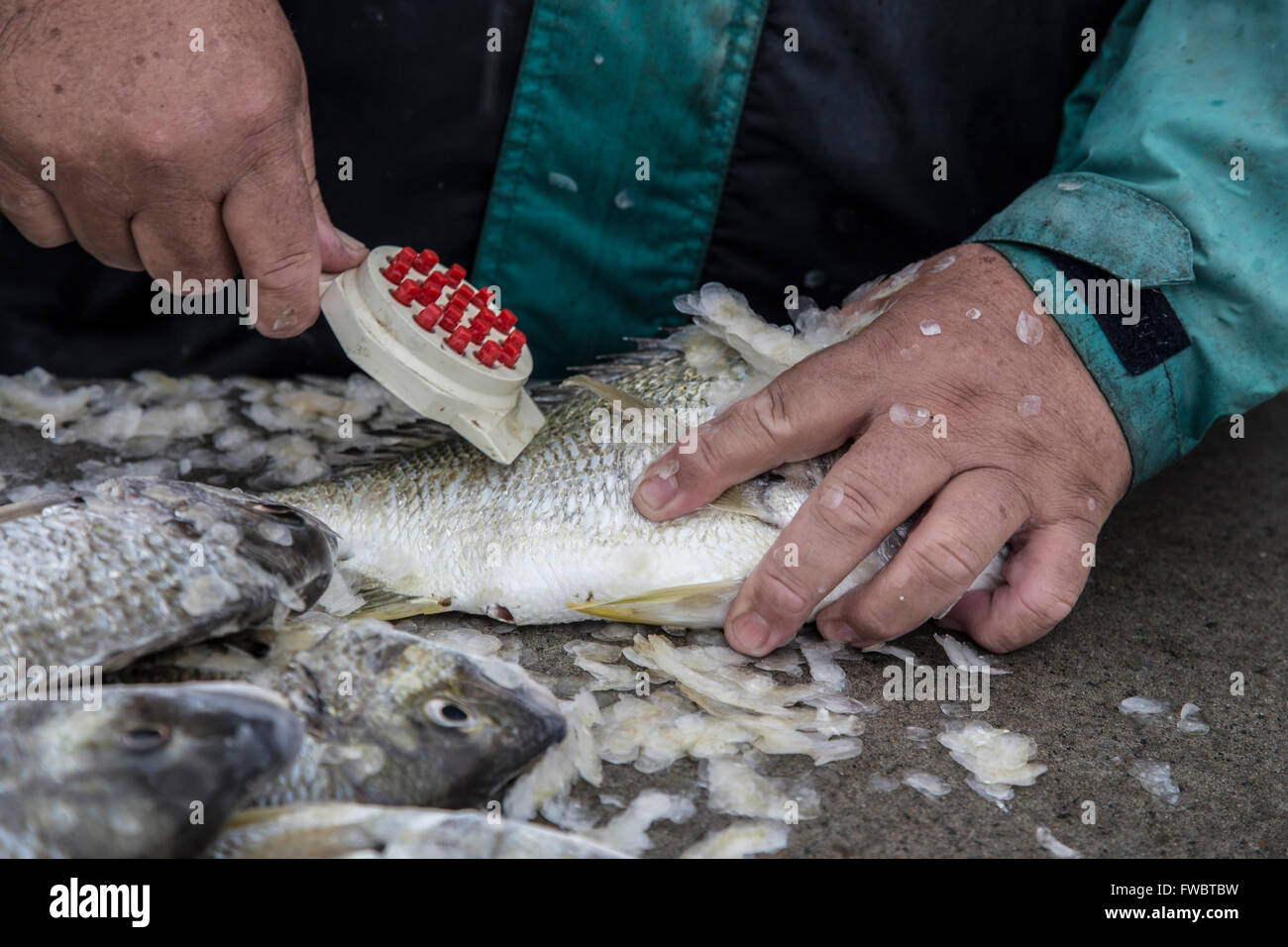 Fish being scaled Stock Photo Alamy