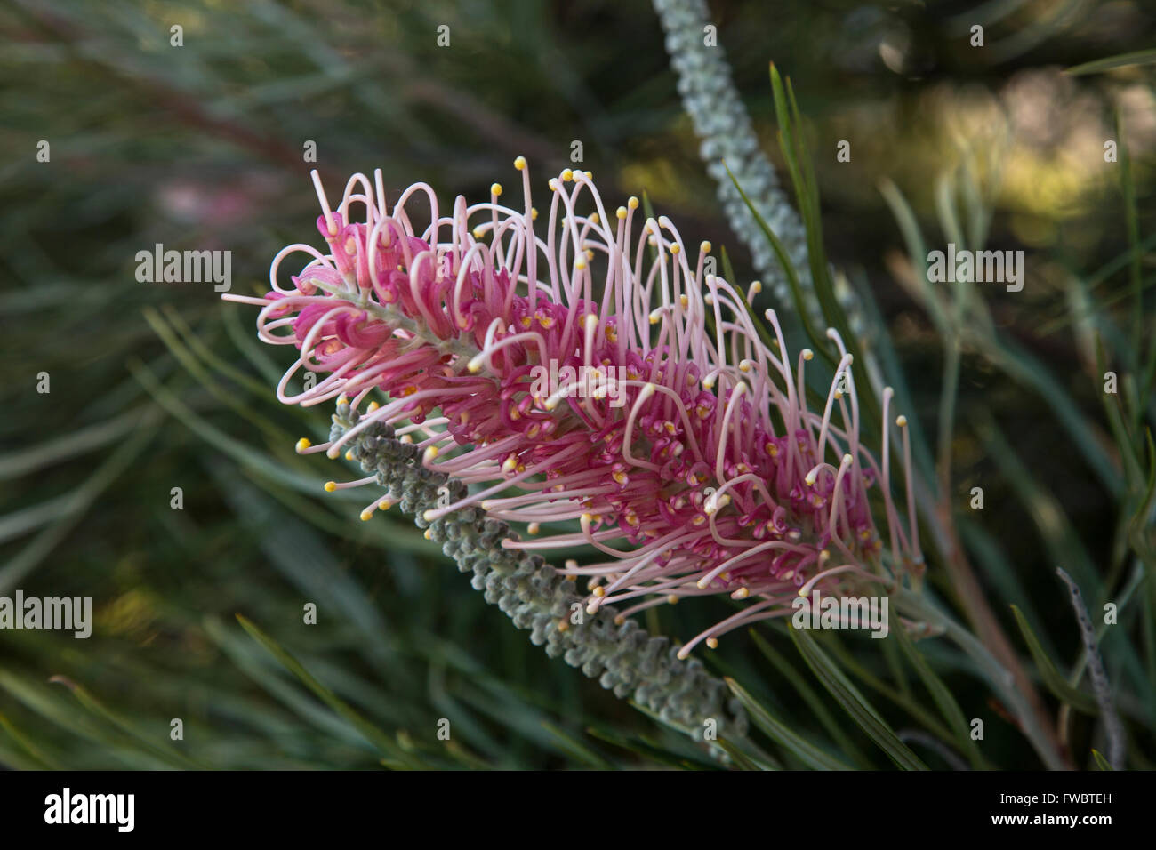Australian Grevillea 'Majestic' Stock Photo