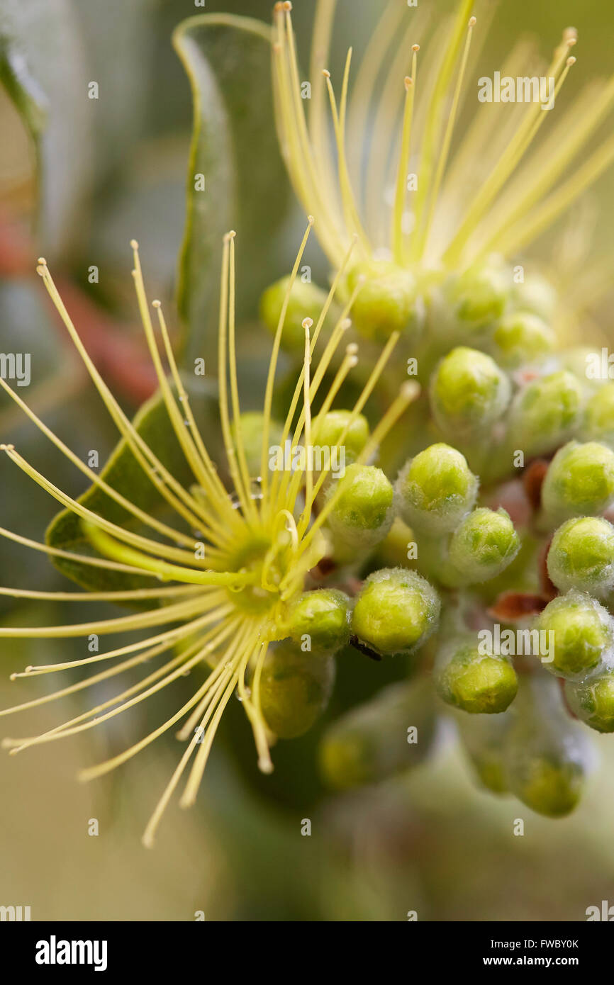 Ohia Mamo blossom close-up Stock Photo