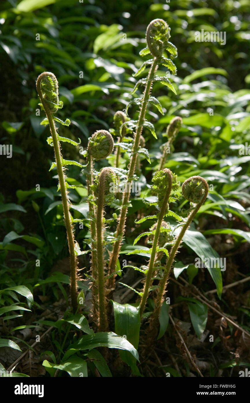 A fern starts to unfurl its leaves in a forest clearing dappled by the spring sunshine. Stock Photo