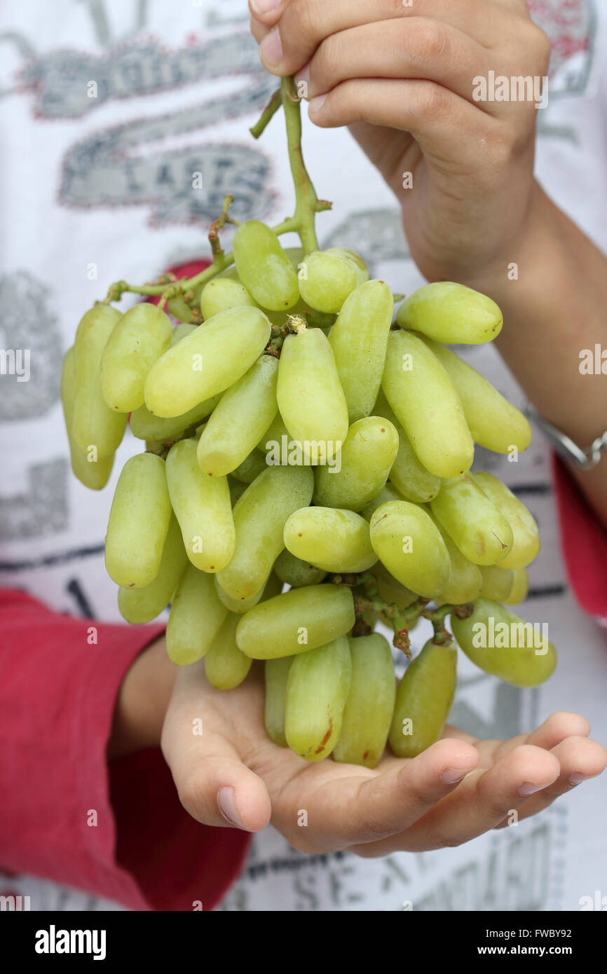 Witch Finger Grapes or also known as Cotton Candy grapes Stock Photo