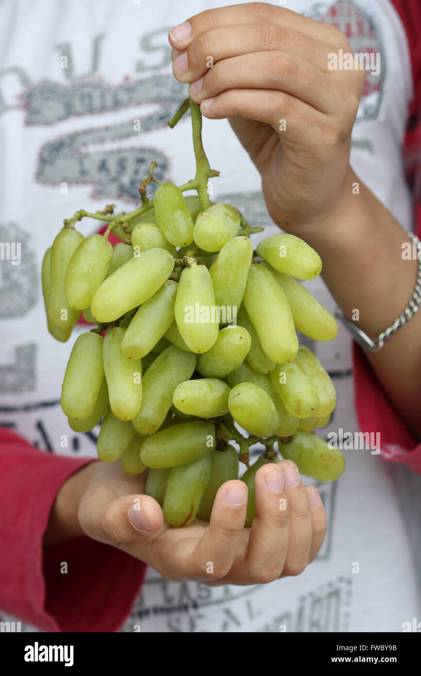 Witch Finger Grapes or also known as Cotton Candy grapes Stock Photo