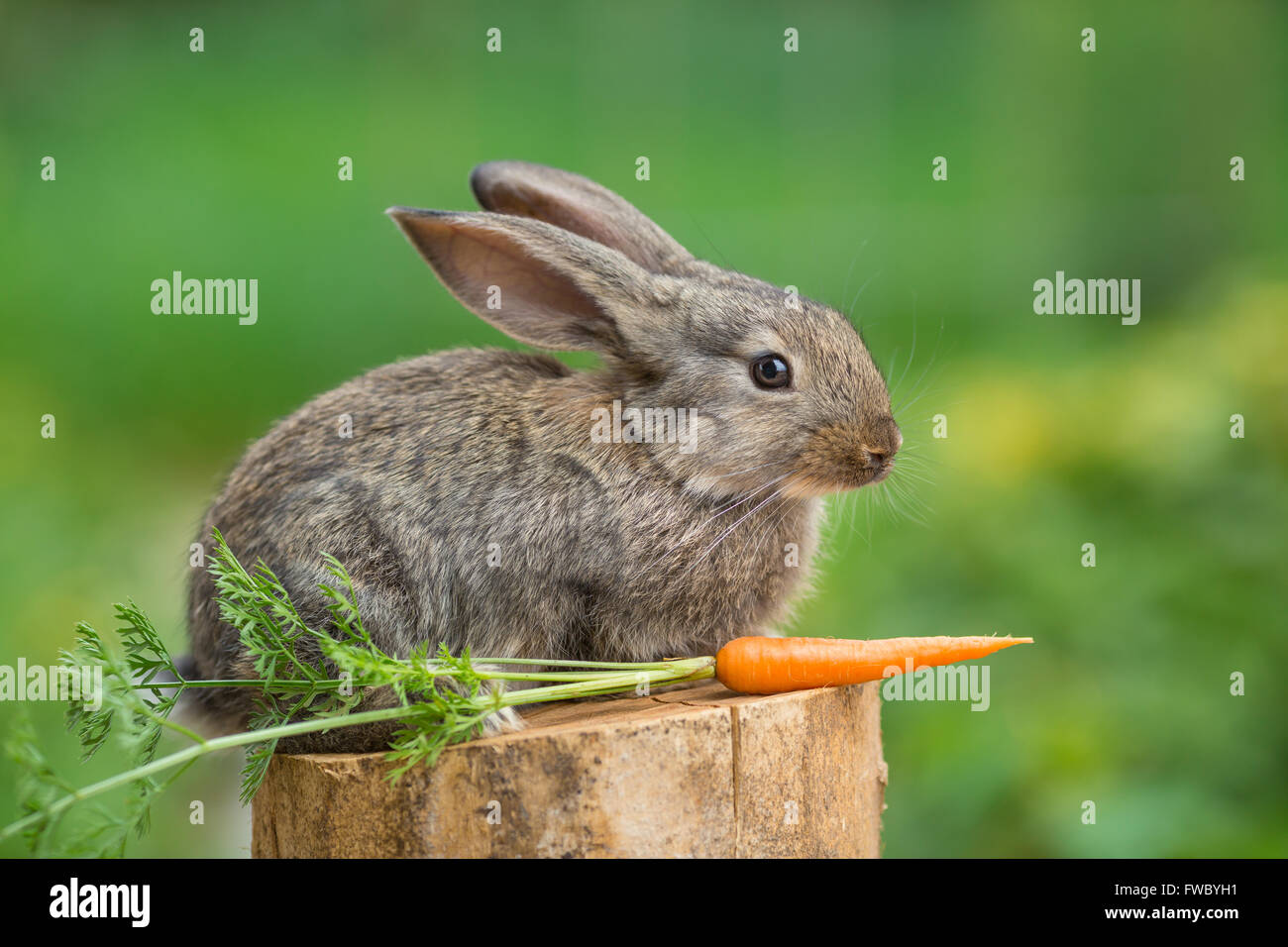 Rabbit. Beautiful animal of wild nature Stock Photo - Alamy