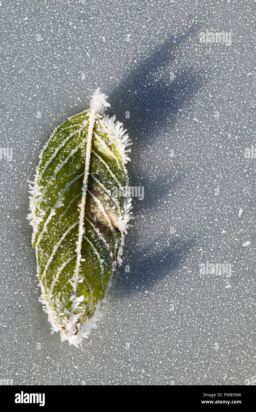Lone jack pond hires stock photography and images Alamy