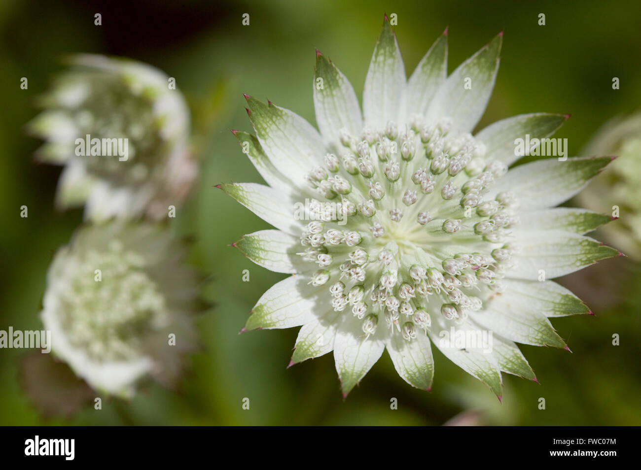 Close up detail of the plant Astrantia 'Shaggy' also known as 'Margery Fish'. Stock Photo
