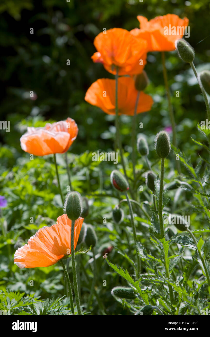 A clump of ornage or coral coloured poppies probablyPapaver orientale  'John lll' Stock Photo