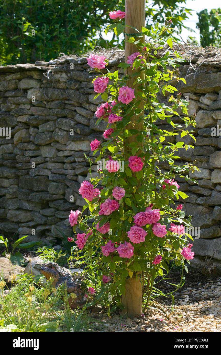 Pink roses climbing up the pole of a garden pergola in the summer sunshine. Stock Photo