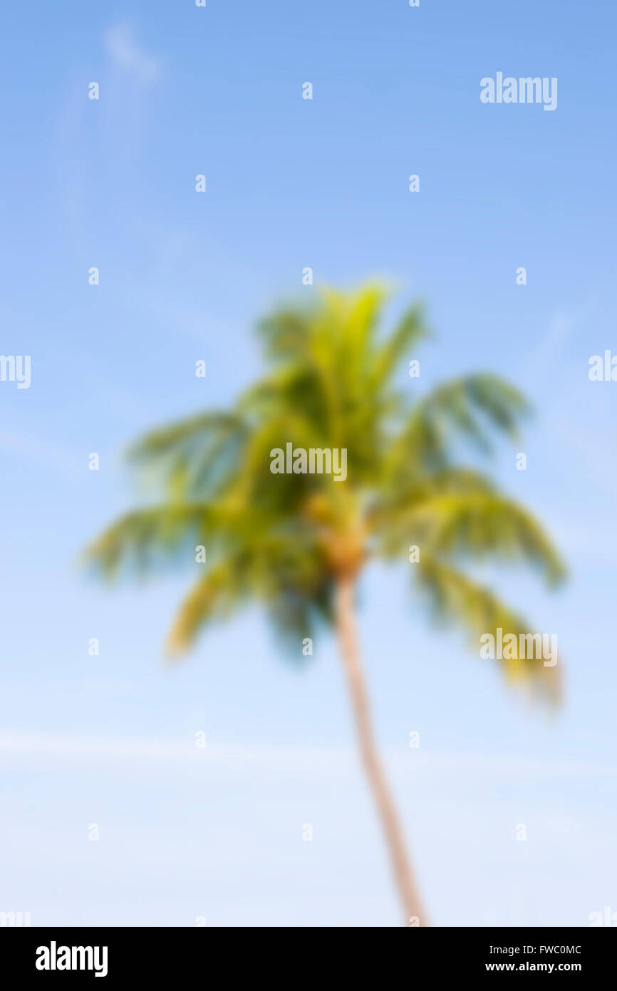 Blurred coconut palm trees for background Stock Photo