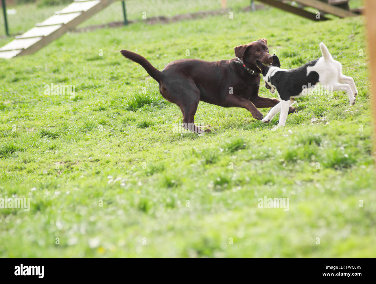 Two playful dogs outdoor Stock Photo - Alamy