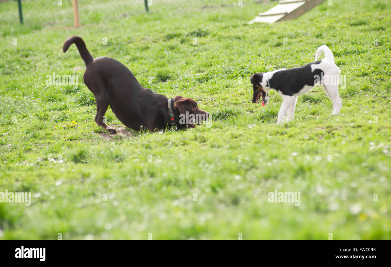 Two playful dogs outdoor Stock Photo Alamy