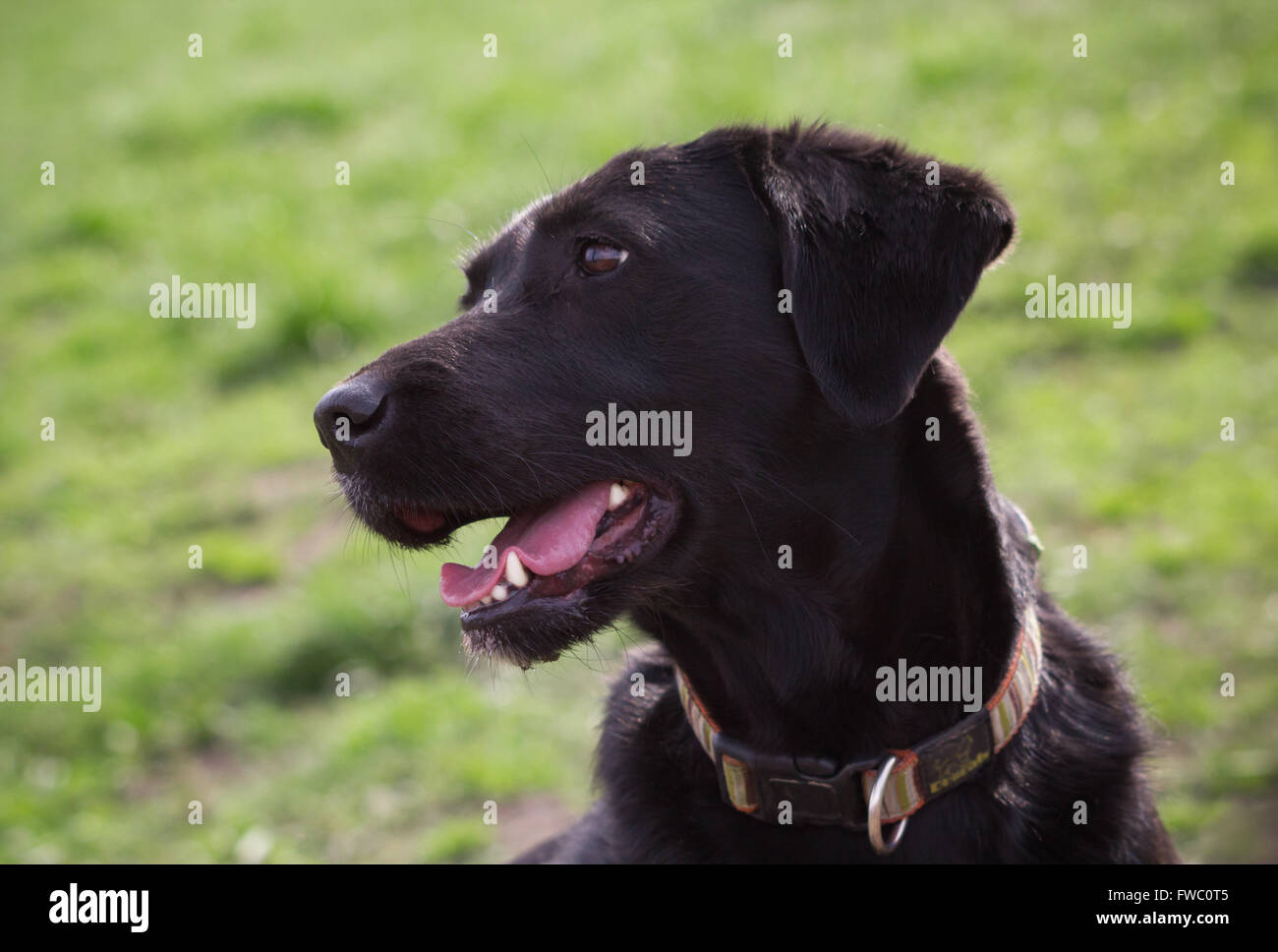 Dog portrait on green grass outdoors Stock Photo
