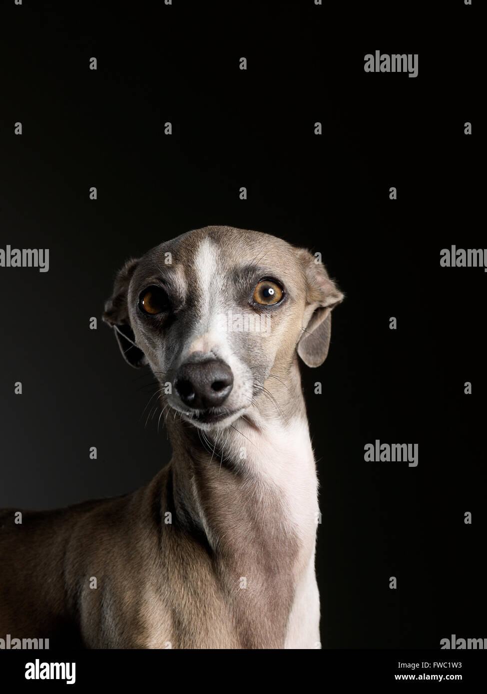 Italian greyhound photographed in a studio Stock Photo Alamy