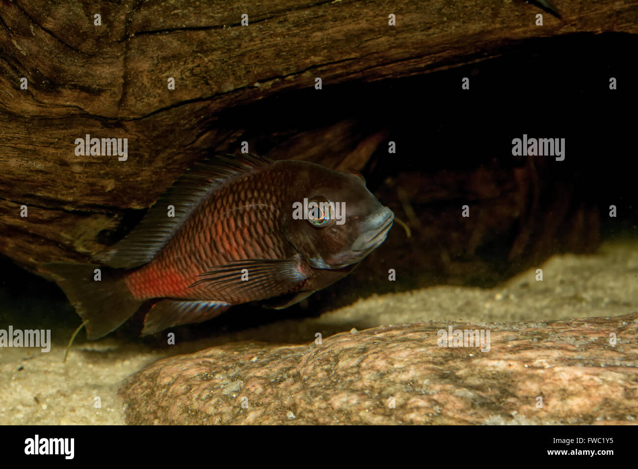 Cichlid fish from genus Tropheus in a aquarium Stock Photo