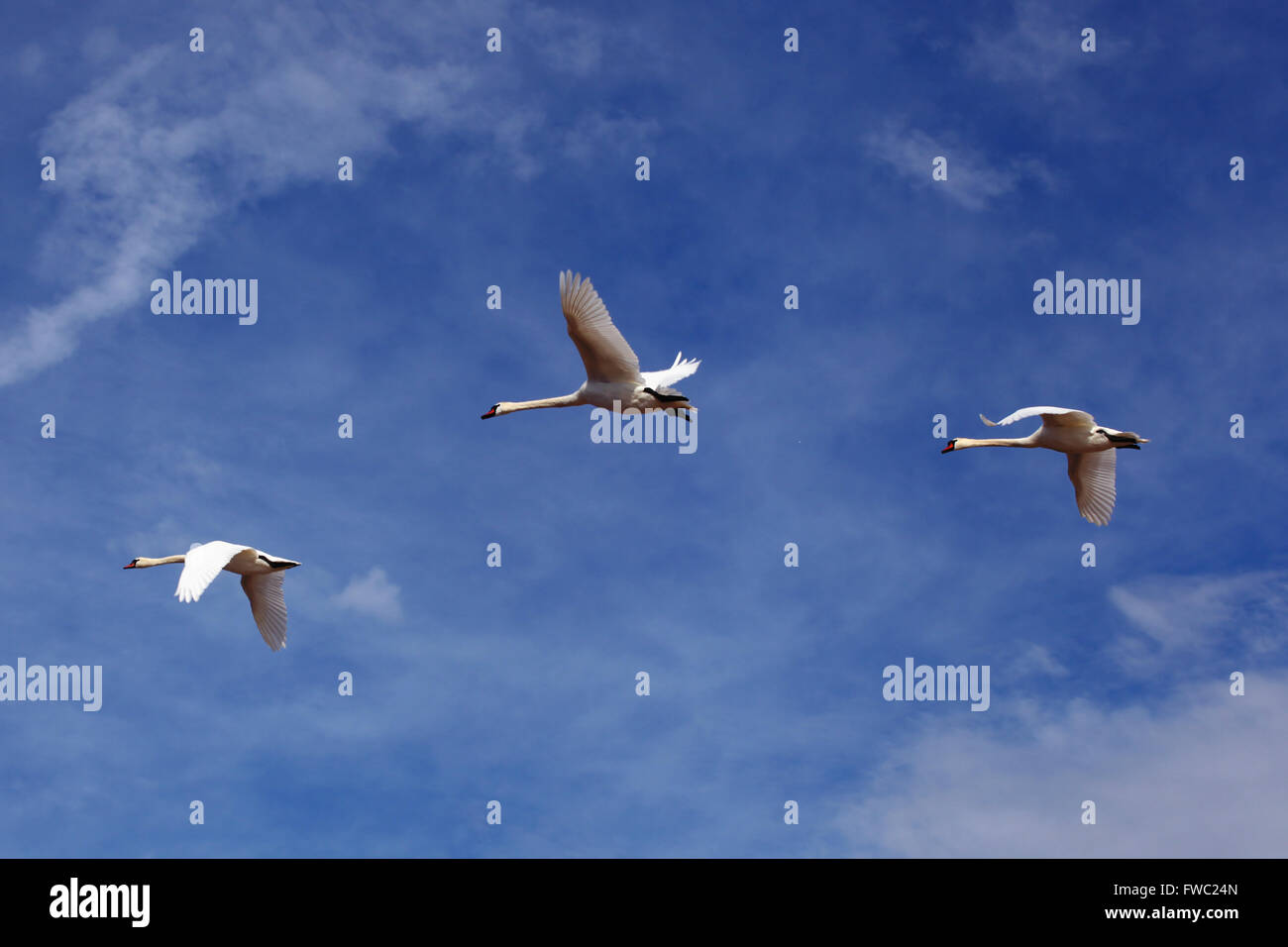 Three beautyful white swans flying in a blue light cloudy sky. Symbol of Nordic cooperation. Stock Photo