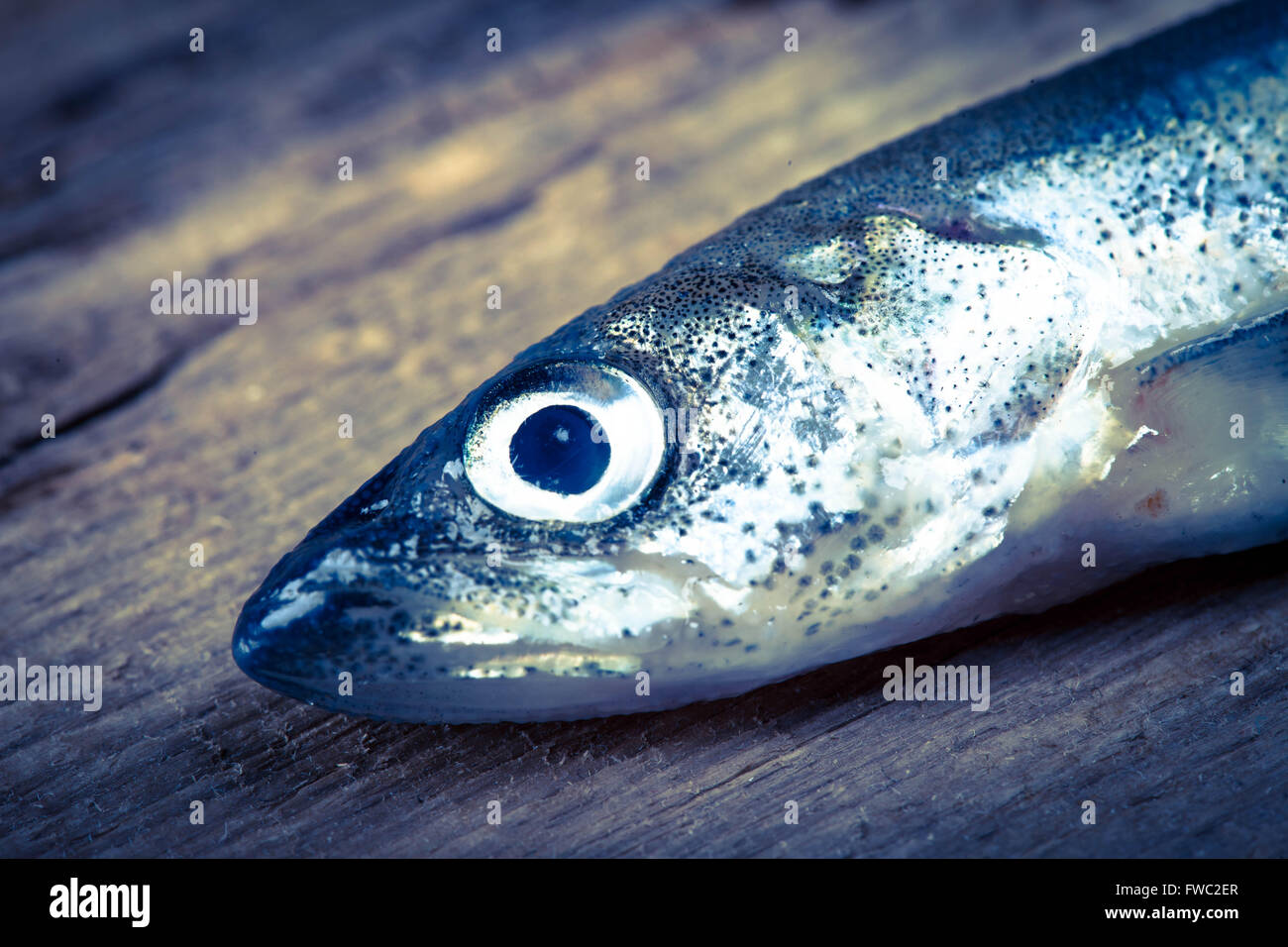 smelt fish head on a wooden Board closeup toned photo Stock Photo