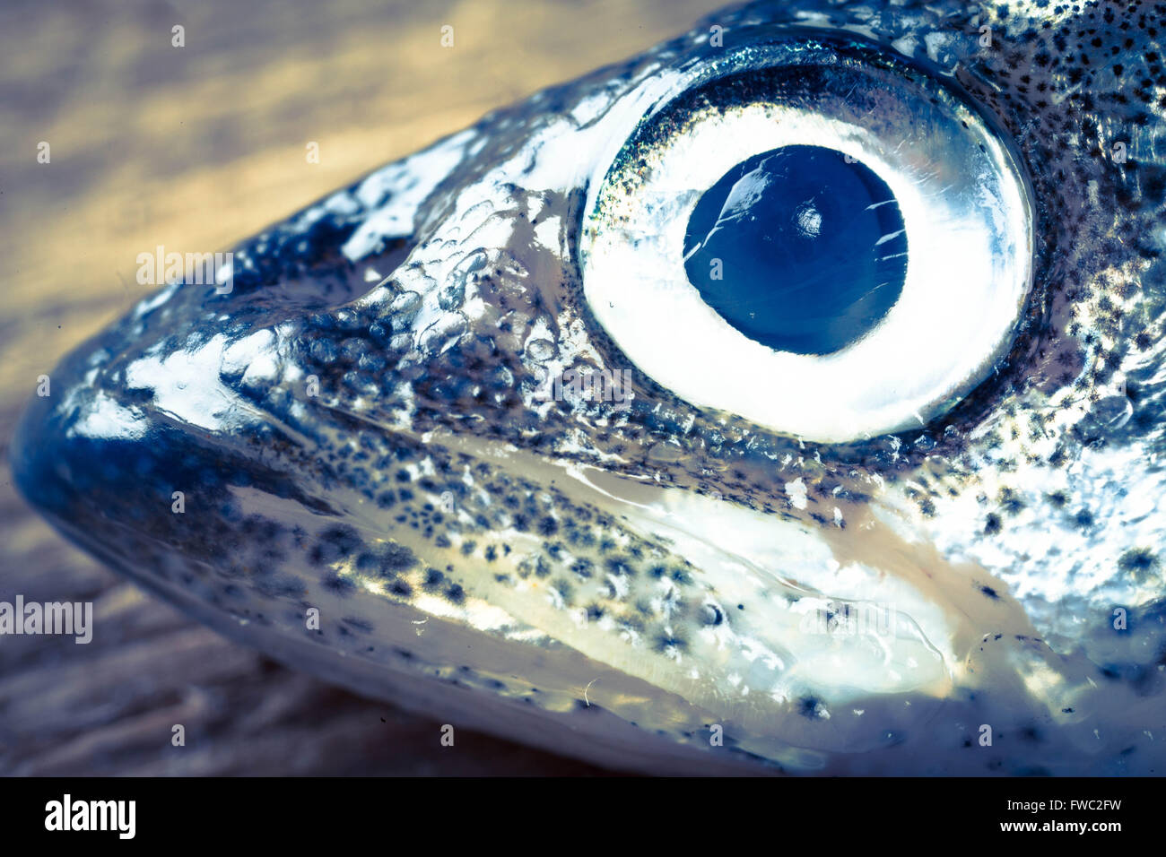 portrait of smelt fish closeup toned photo Stock Photo