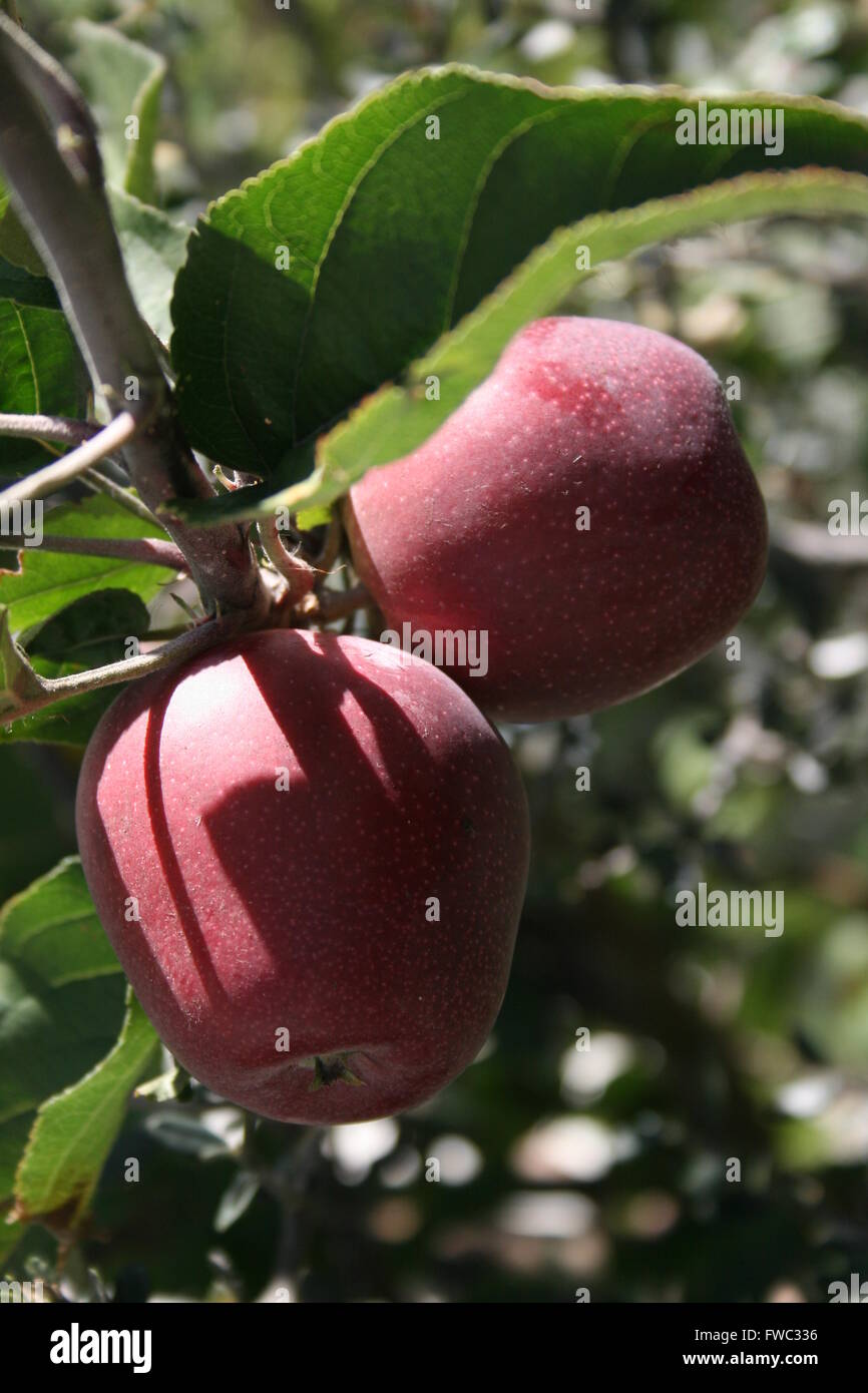 Red apples growing on a tree Stock Photo