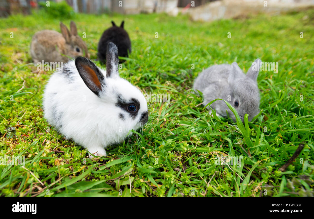Rabbits in grass Stock Photo Alamy