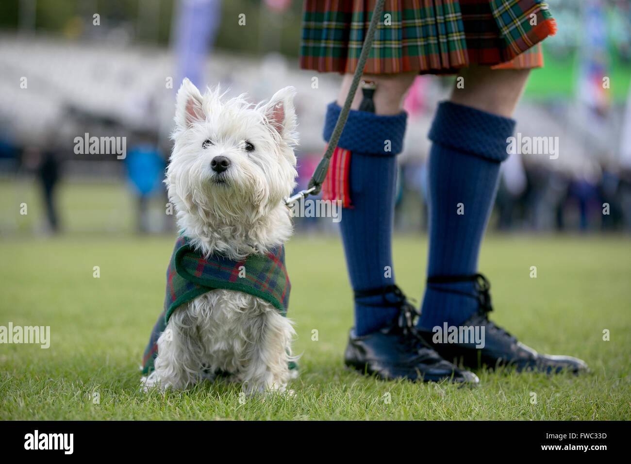 A bagpiper in a kilt and a Scottie dog wearing a tartan jacket Stock