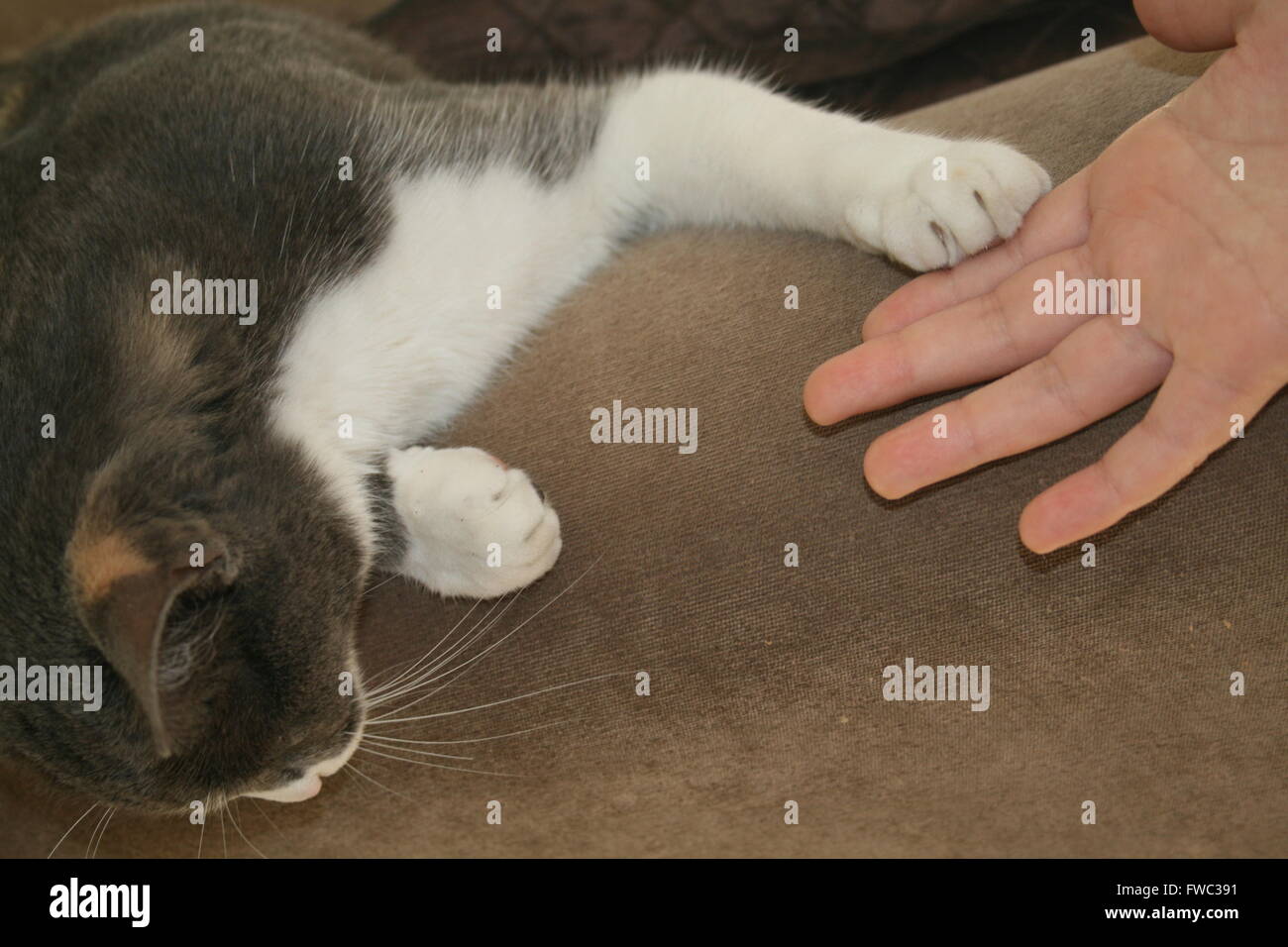 Cat paw touching hand hires stock photography and images Alamy