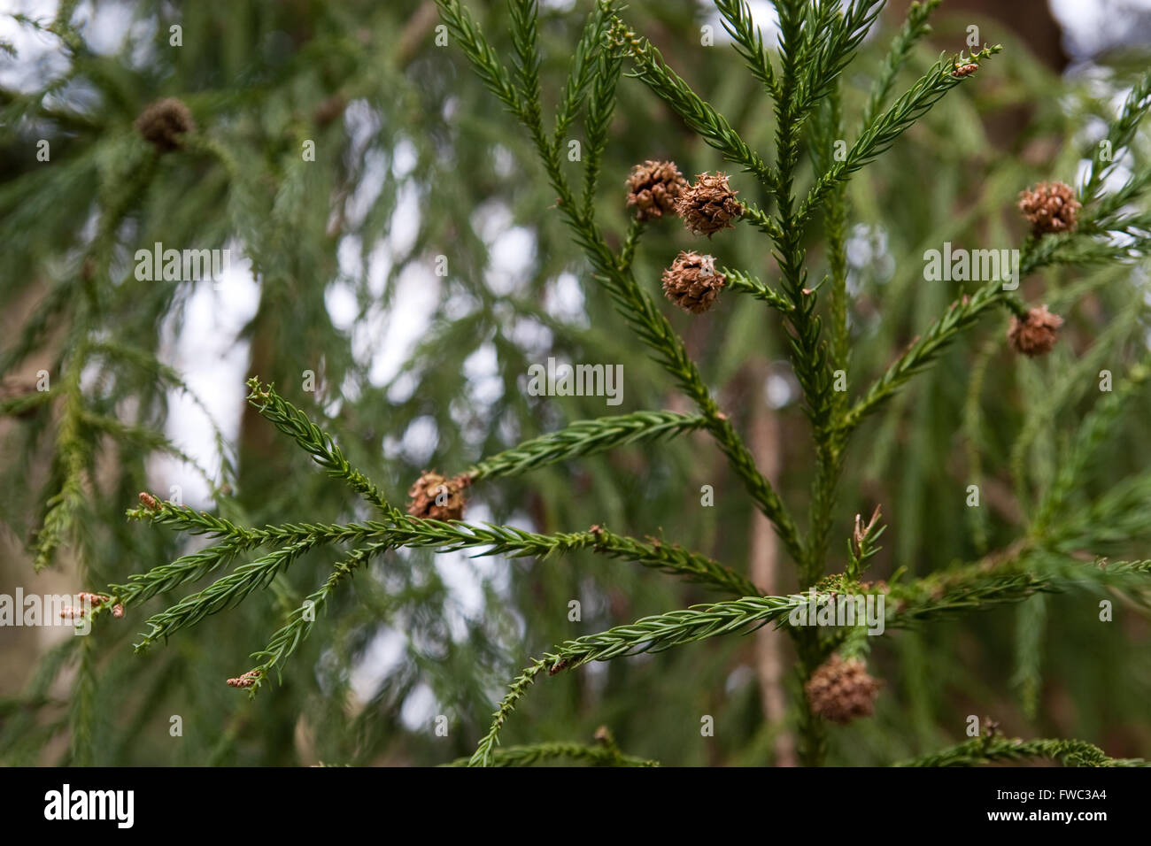 Japanese cedar tree leaves and cones close up Stock Photo